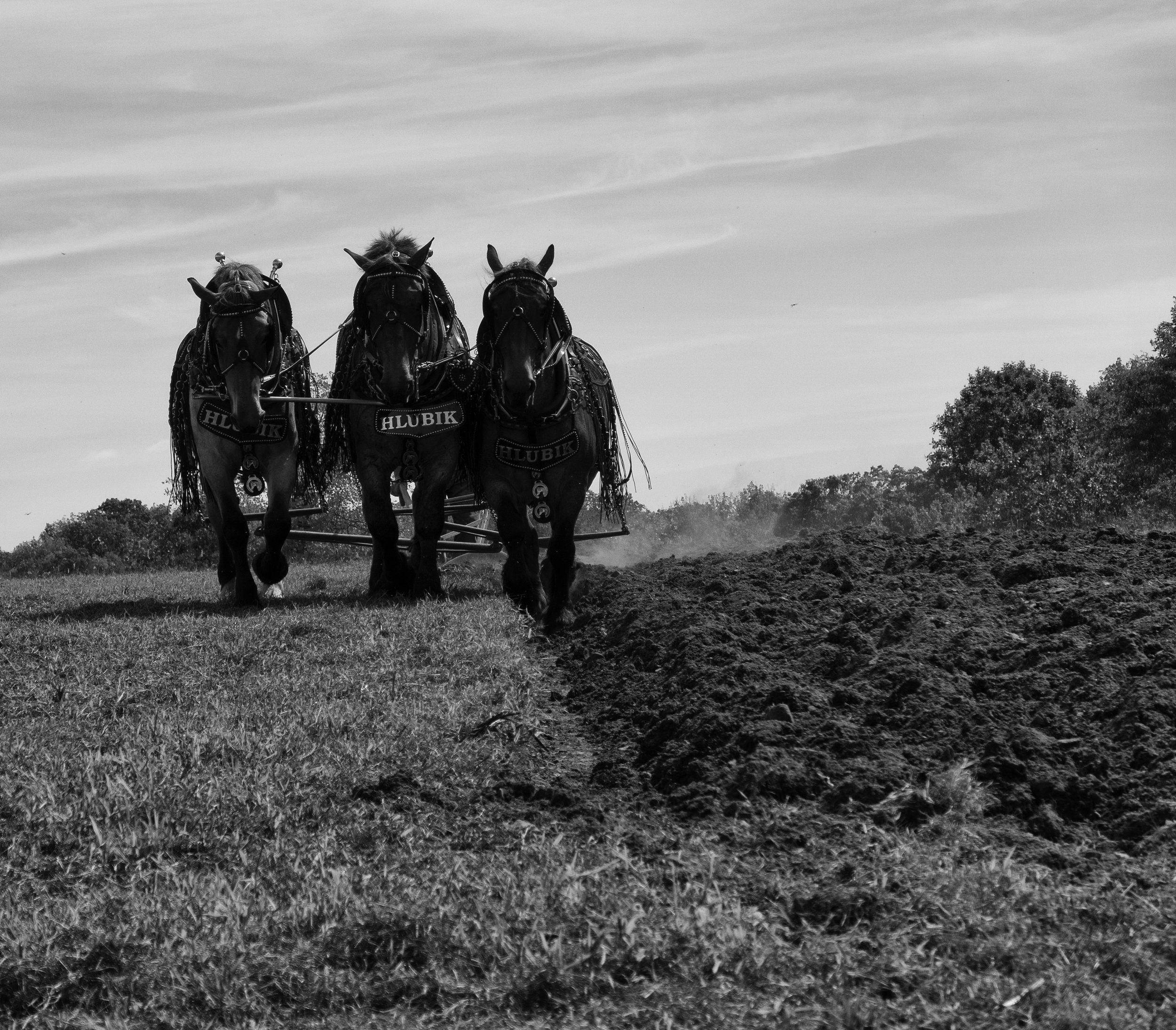   Plow horses  