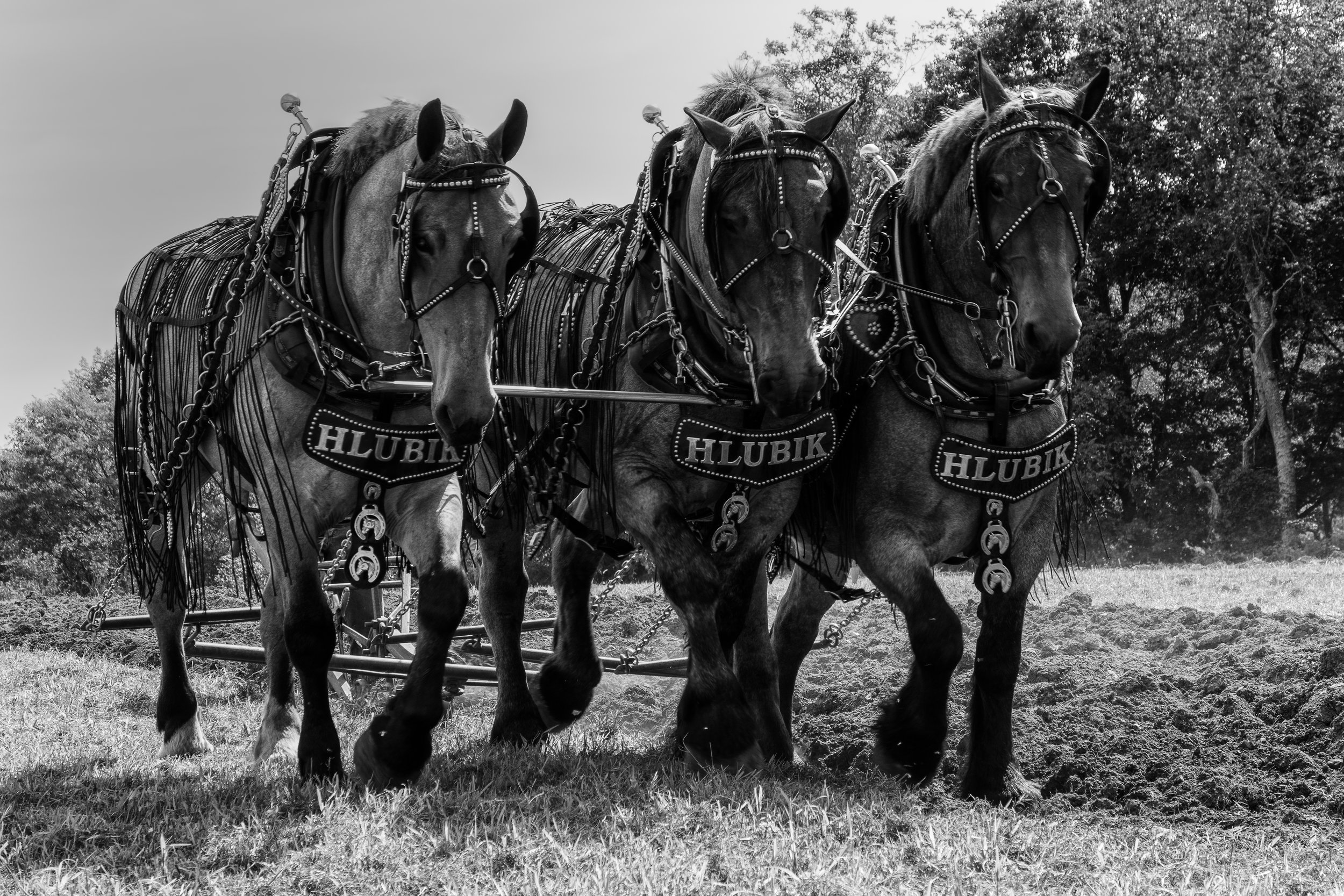  Plow  Horses 2  