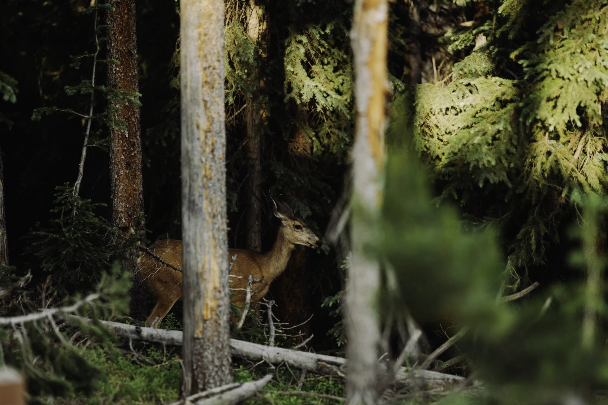 20250708 Trestle BTS 008.jpg