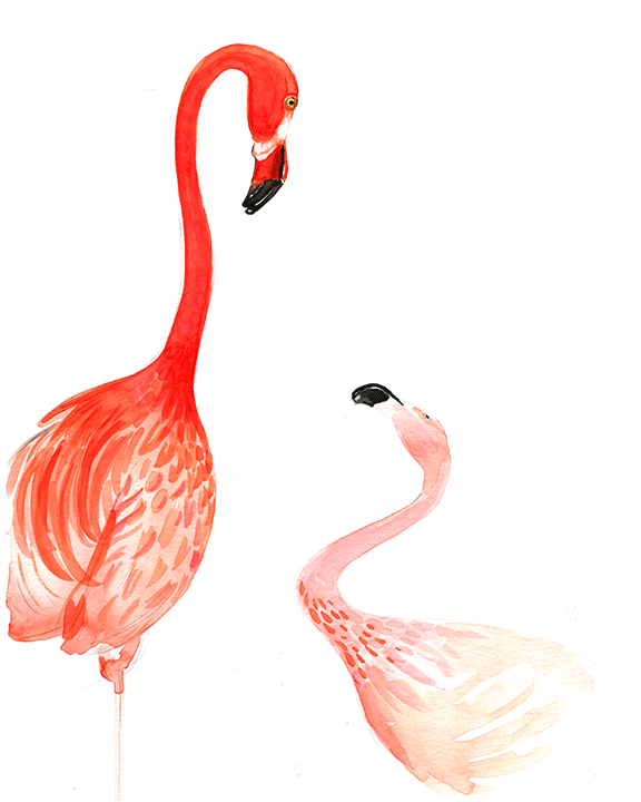 Flamingo illustration by illustrator Rongrong DeVoe