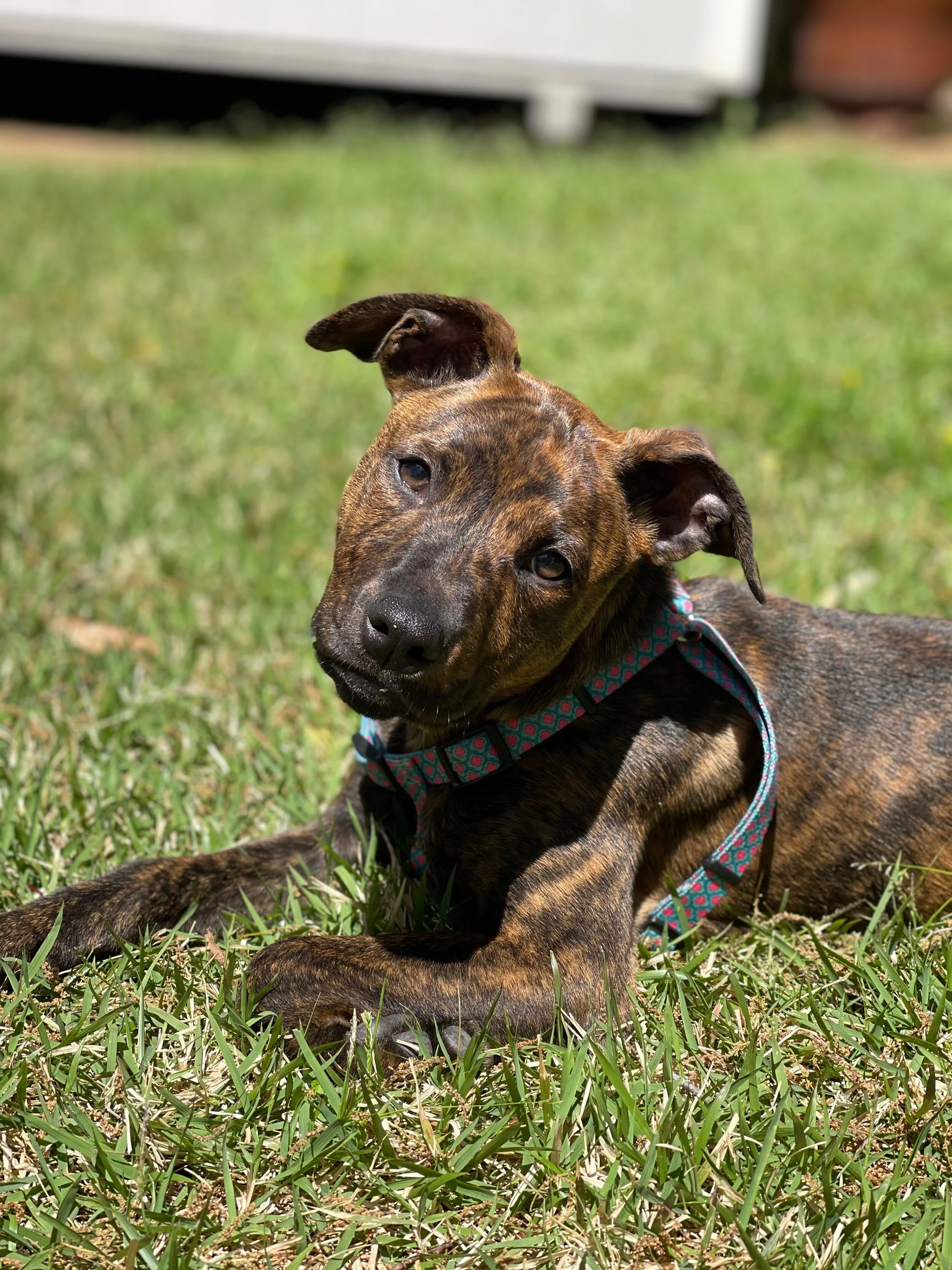 ALIVE Rescue Memphis
