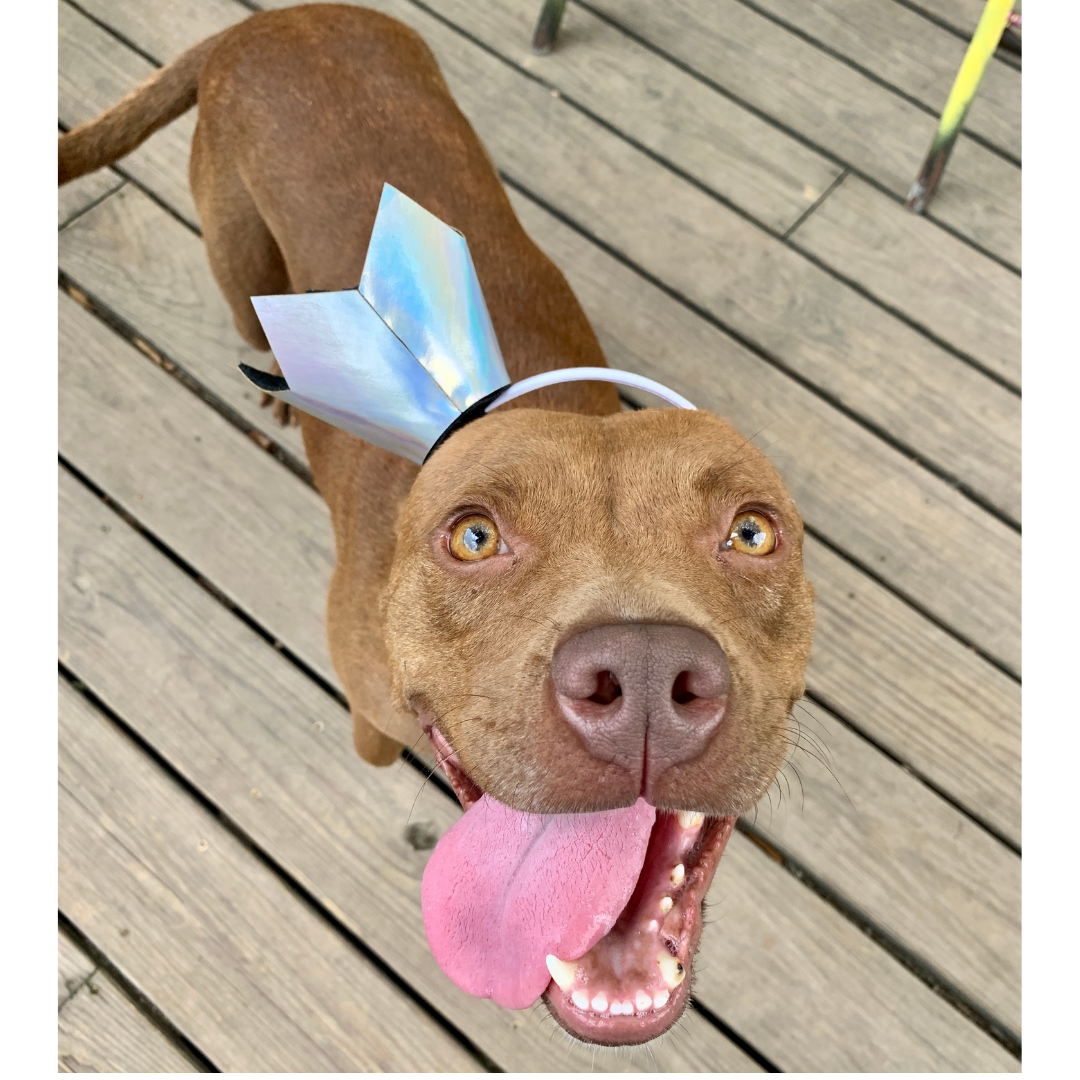 Adoptable Animals — ALIVE Rescue Memphis