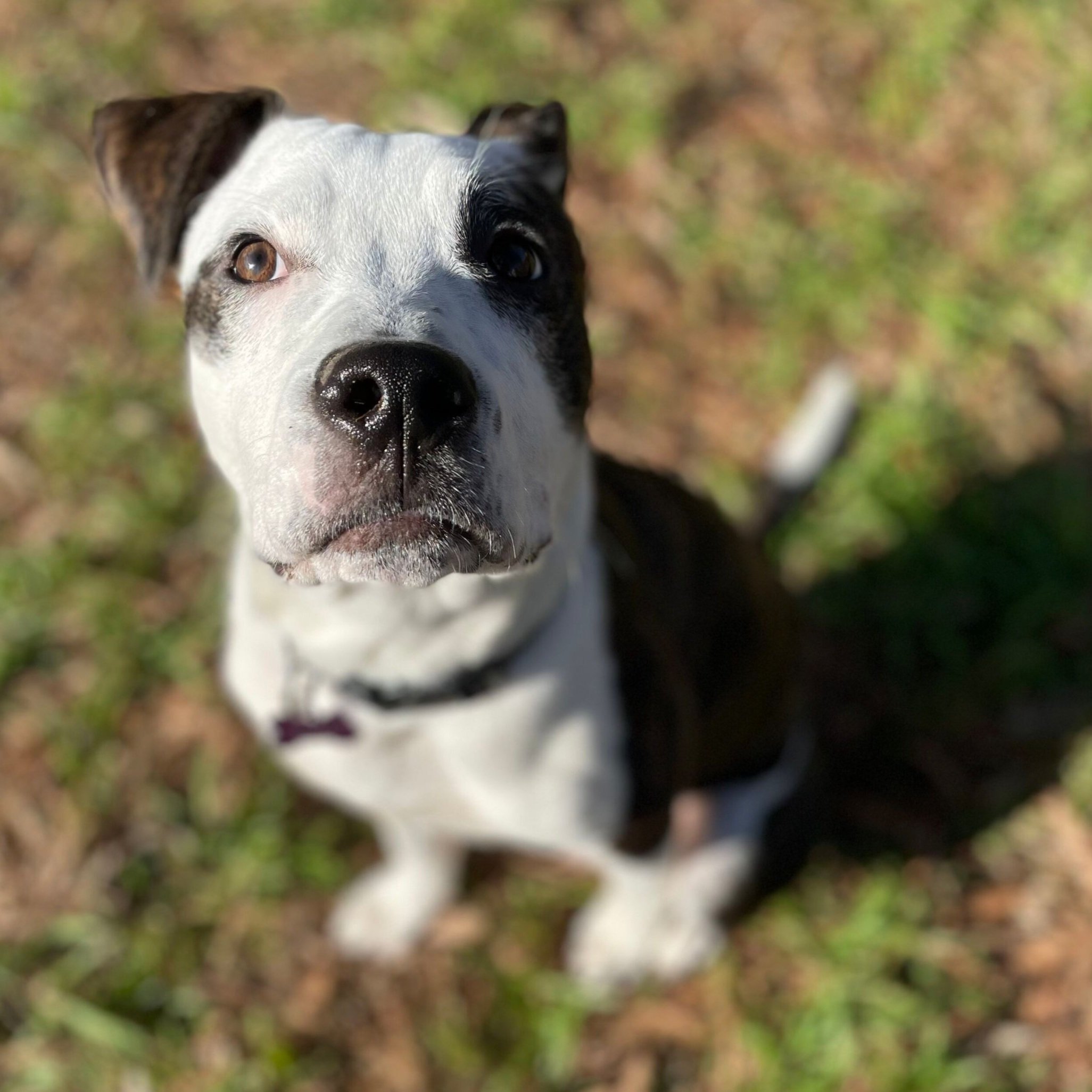 Adoptable Animals — ALIVE Rescue Memphis
