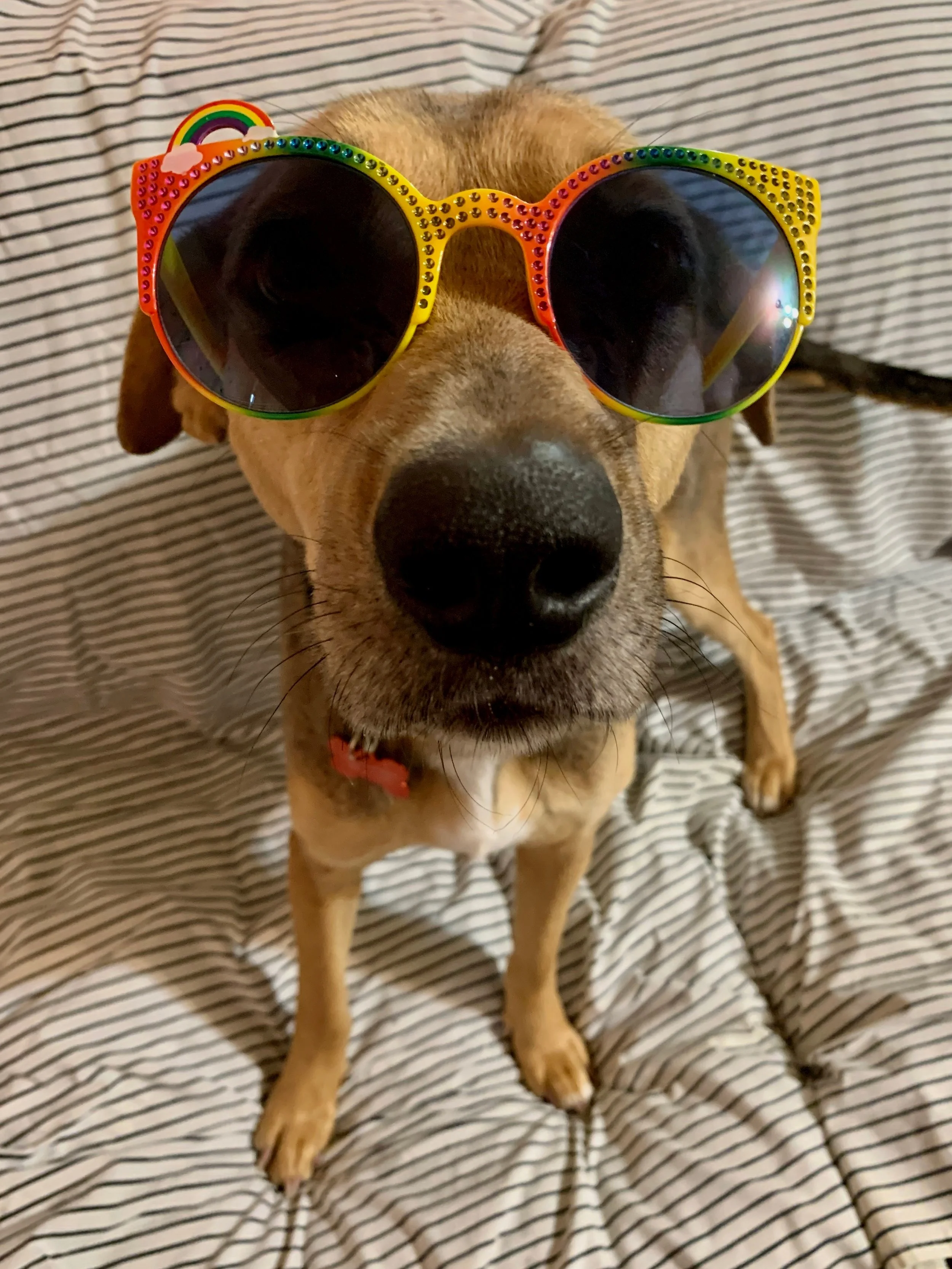 Adoptable Animals — ALIVE Rescue Memphis