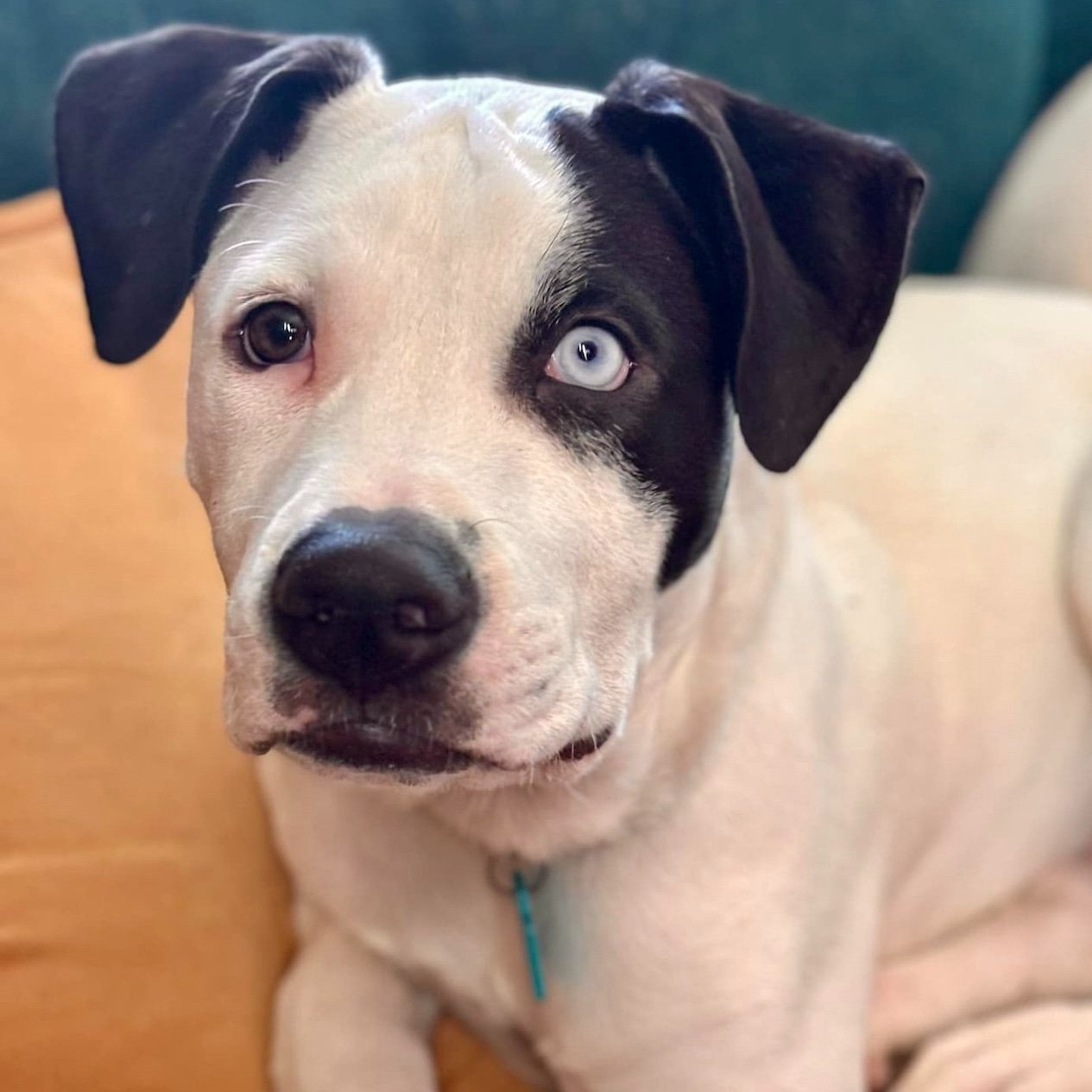 Adoptable Animals — ALIVE Rescue Memphis