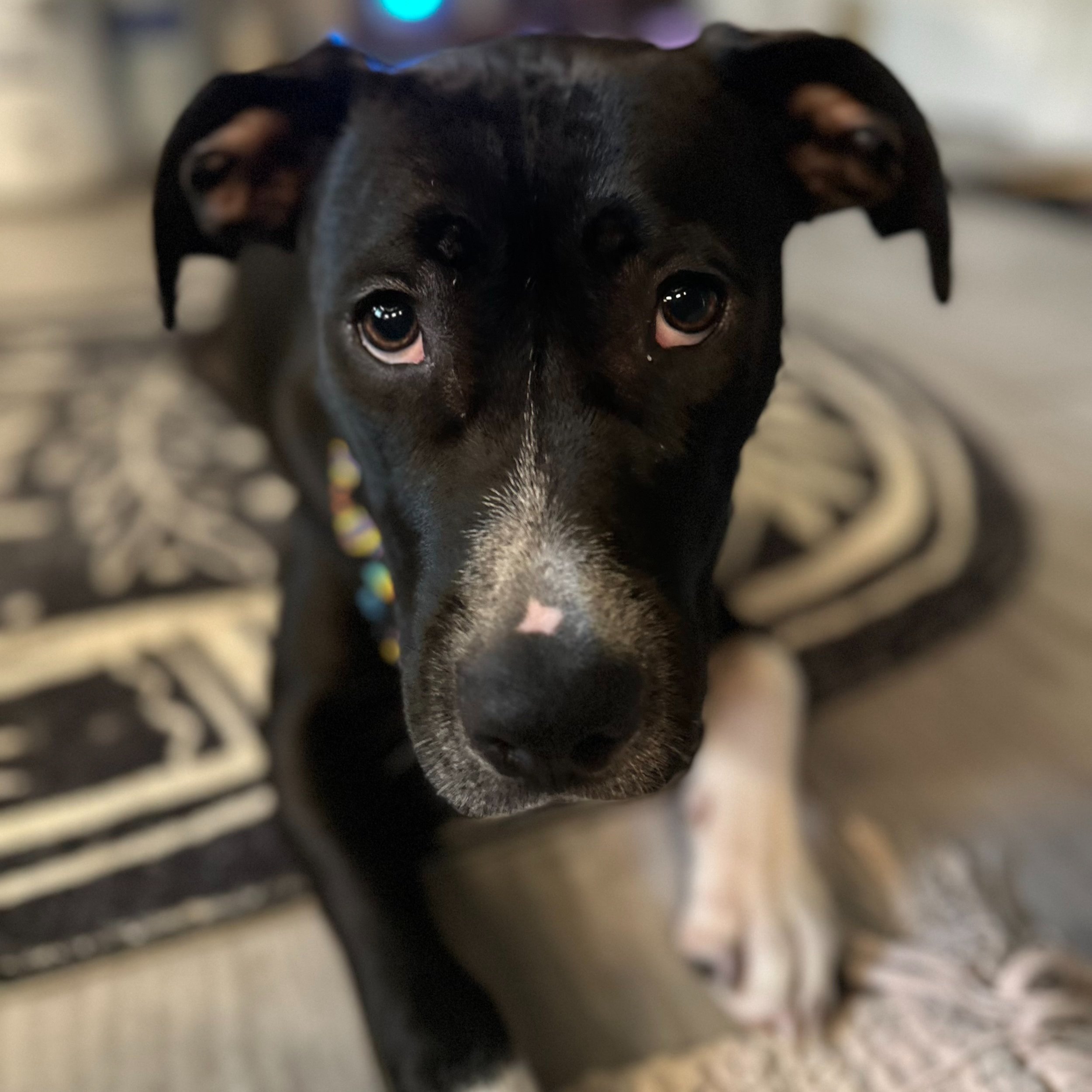 Lucy