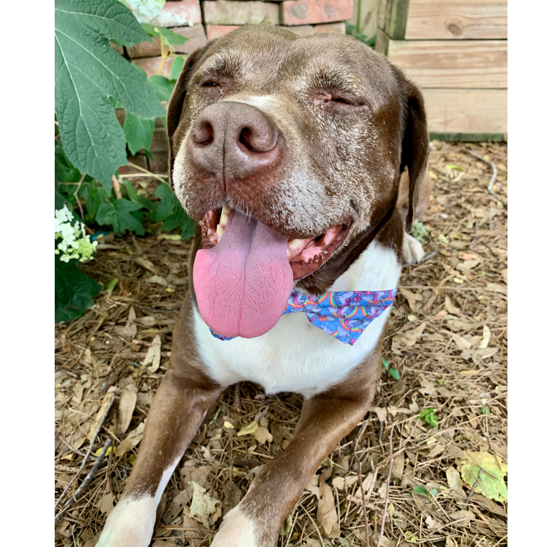 bolin adoptable page.png