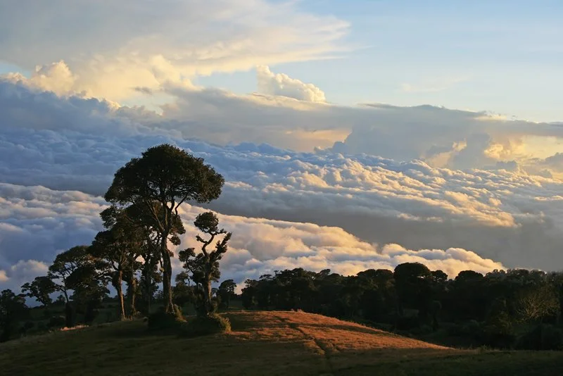 Rafael Omar Pérez | Bosque Encantado | Fotografía 