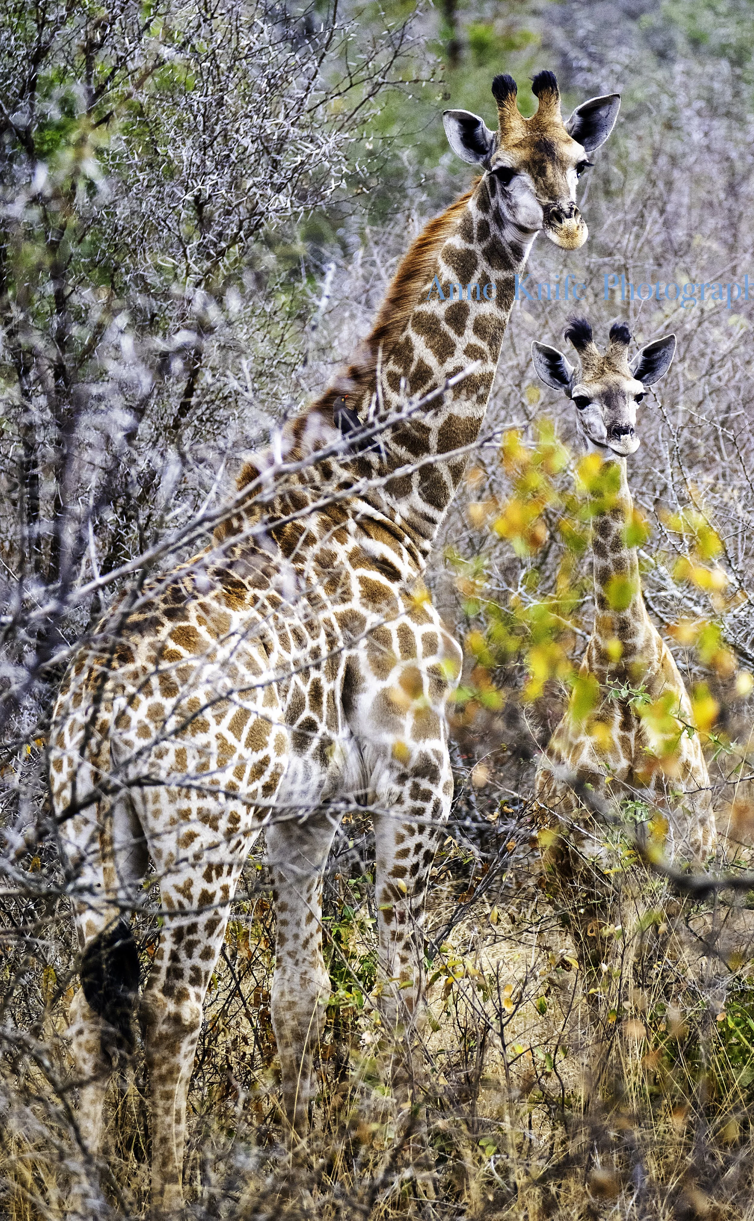 Watermarked Giraffe.jpg