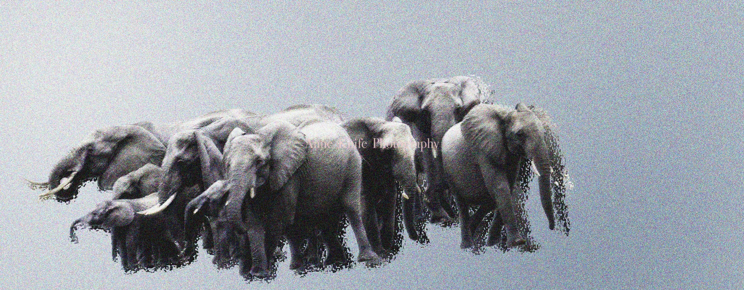 Watermark Watering Hole Bright 1 copy.jpg