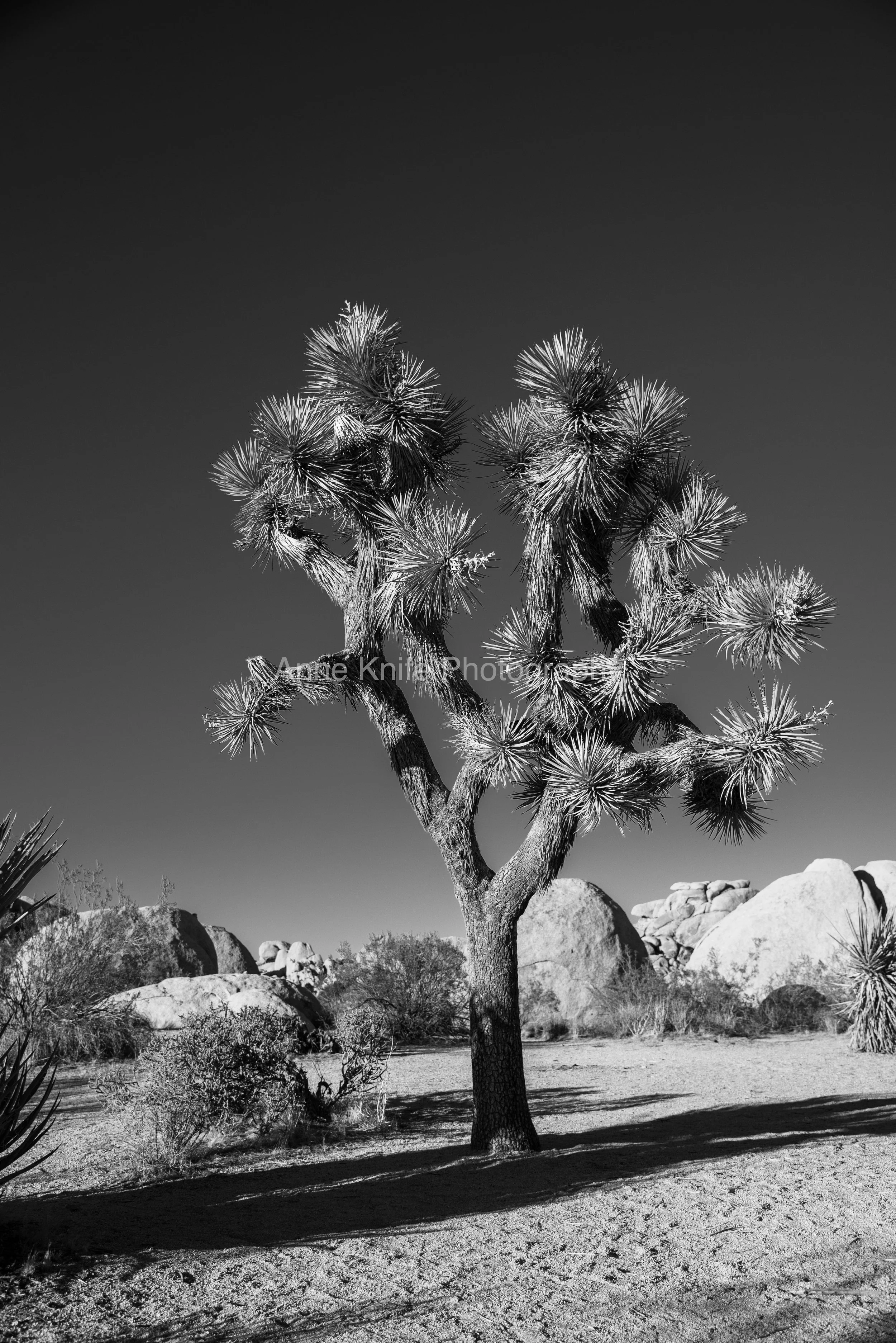 DSC_3834-watermarked.jpg