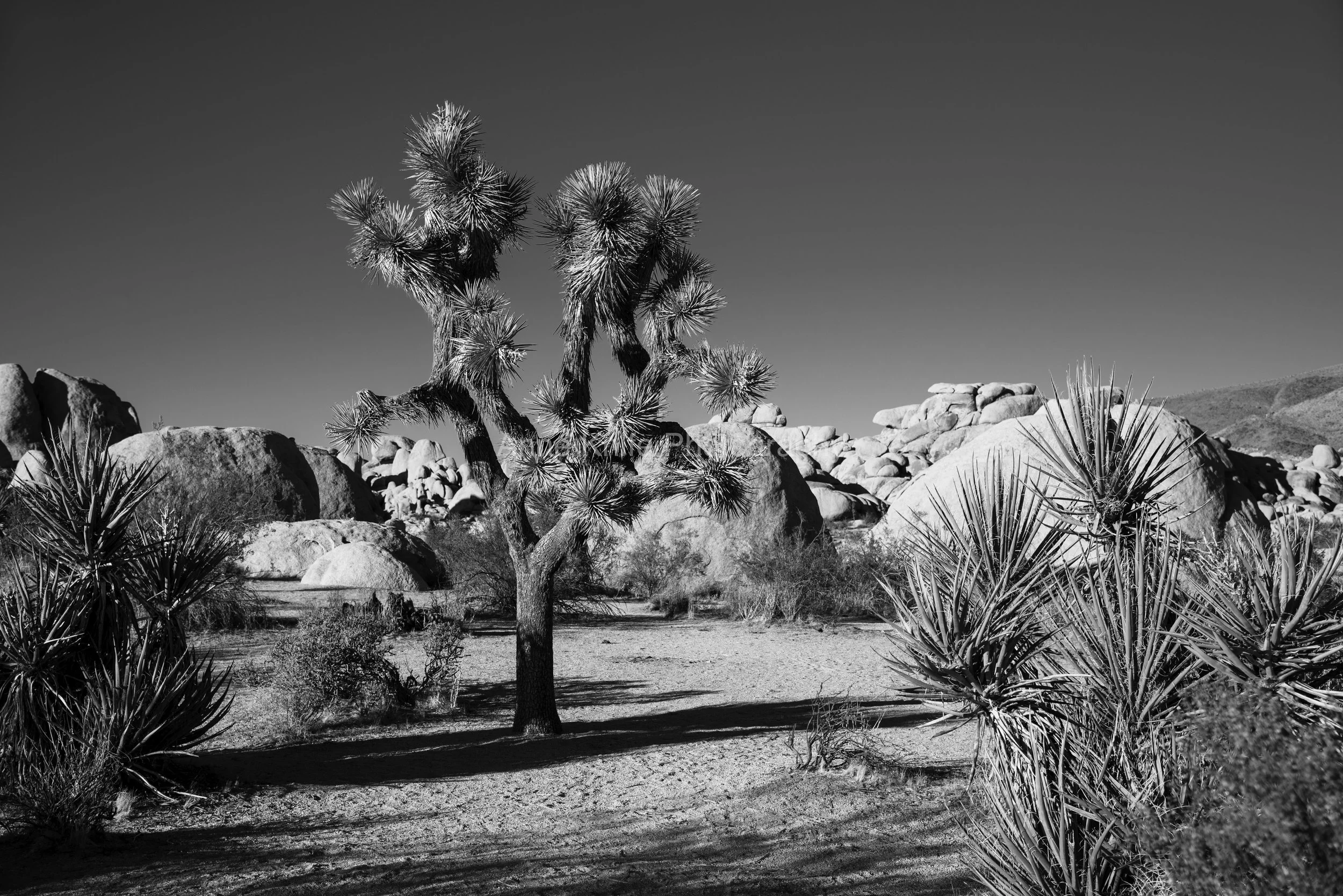 Palm #17-watermarked.jpg