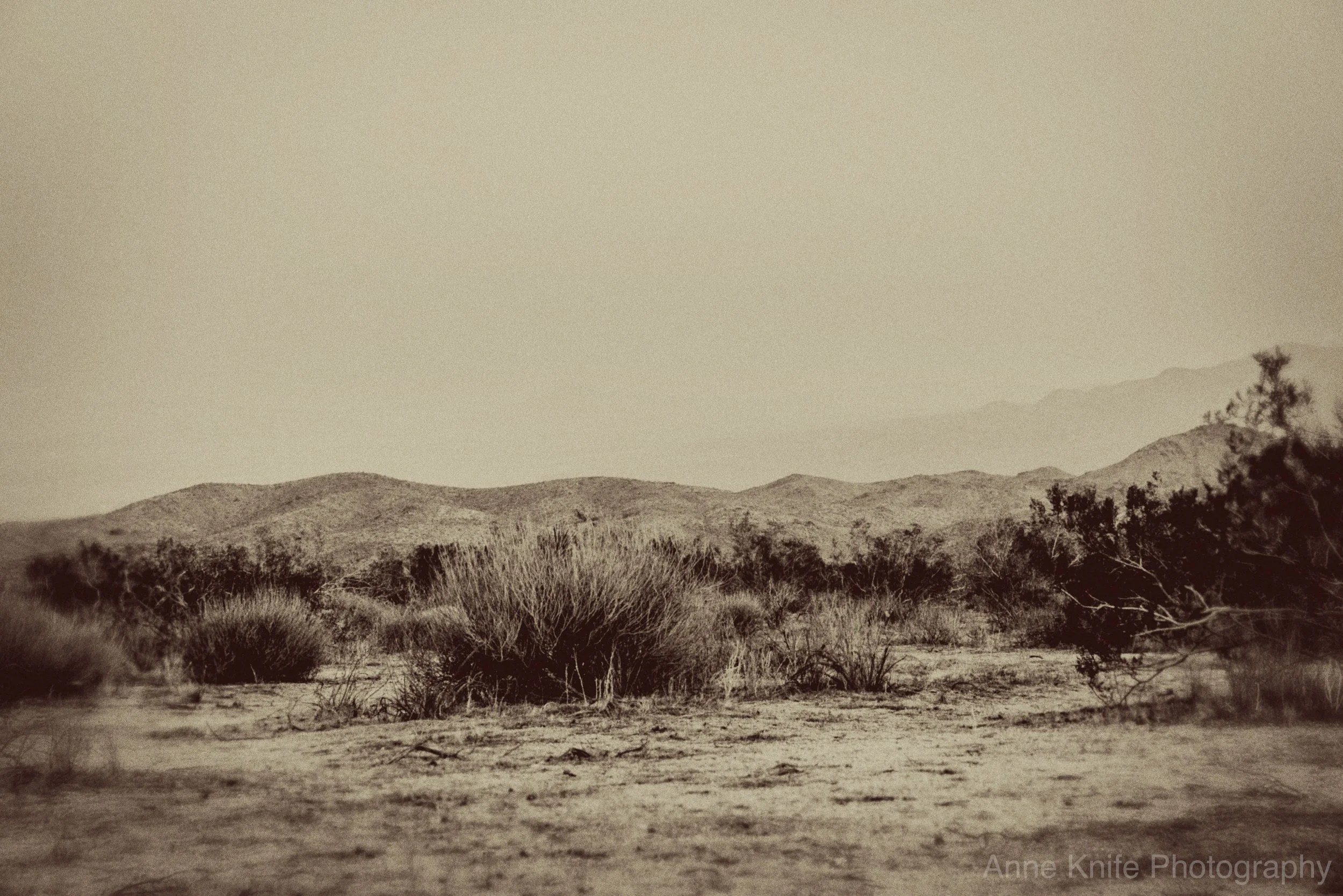 Vintage Joshua Tree-watermarked.jpg