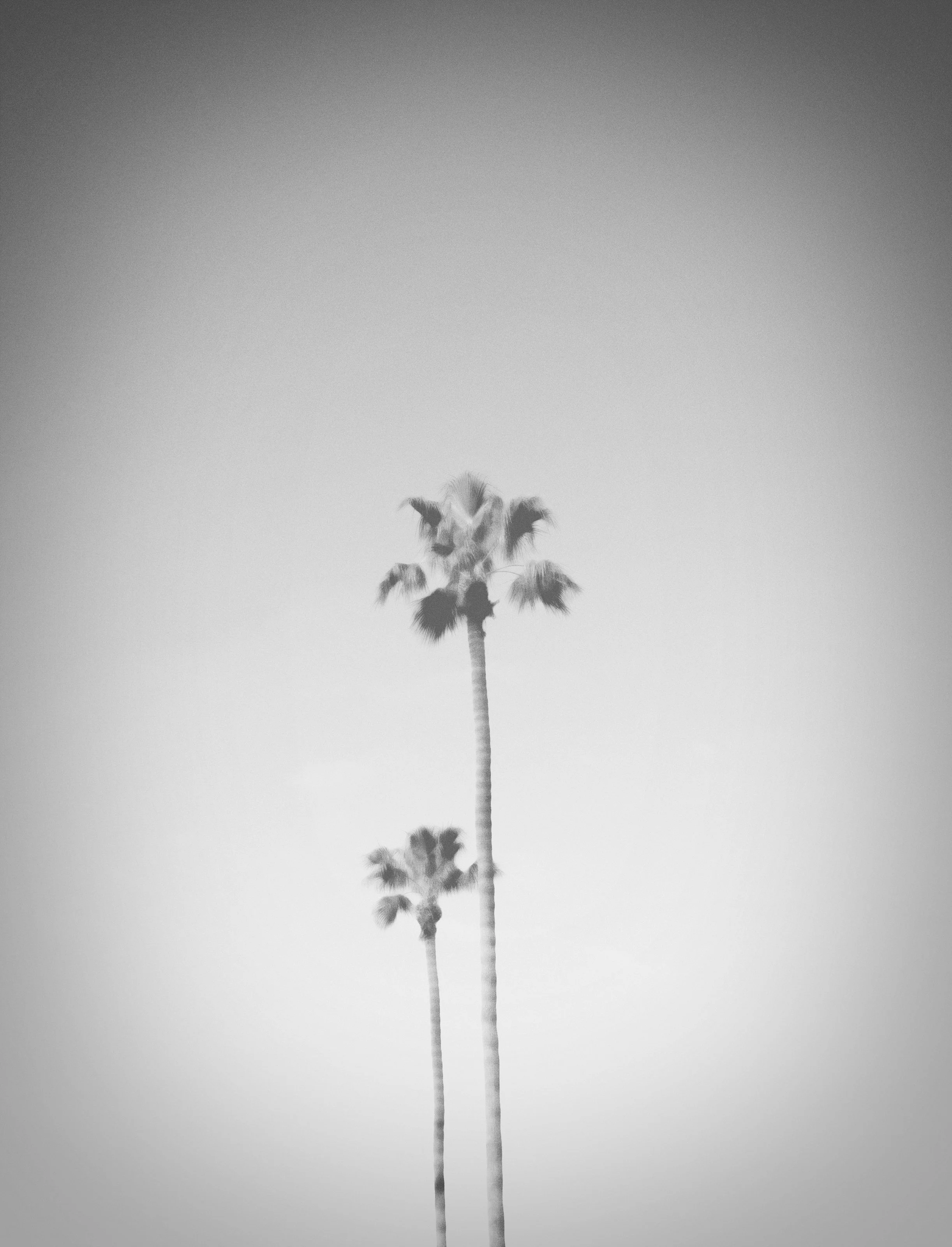 Palms aged gradient blnwht.jpg