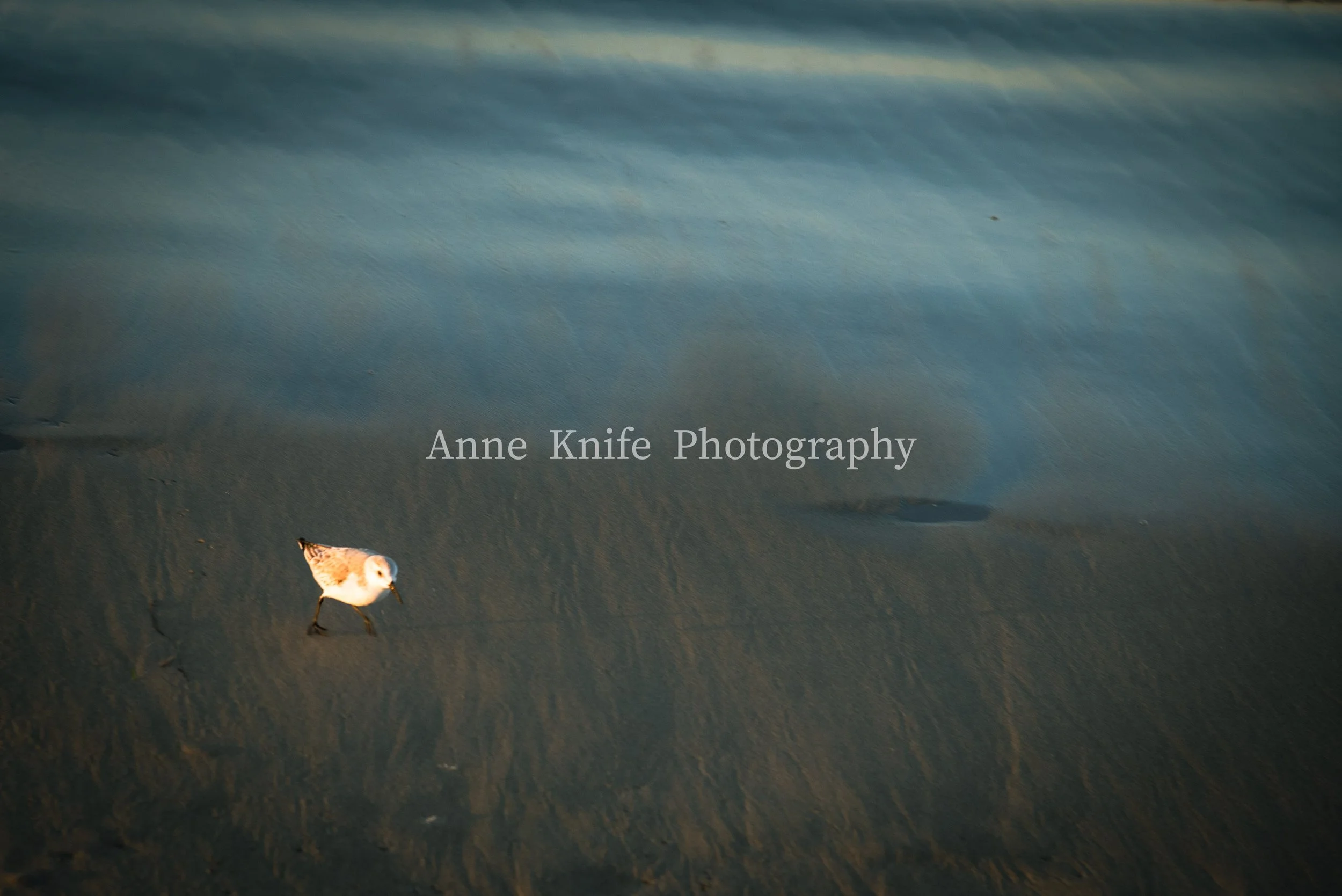 DSC_2713-watermarked.jpg