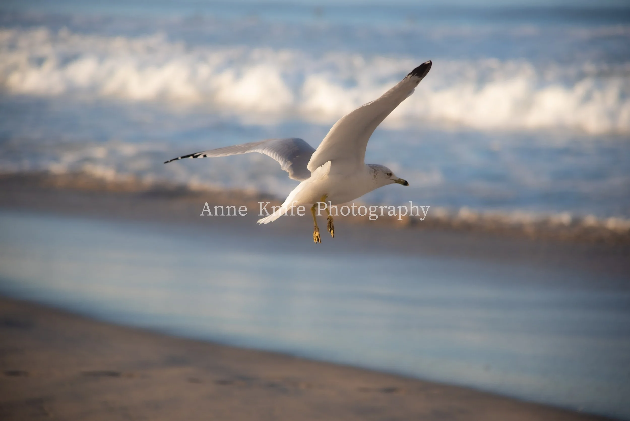 DSC_3240-Edit copy-watermarked.jpg