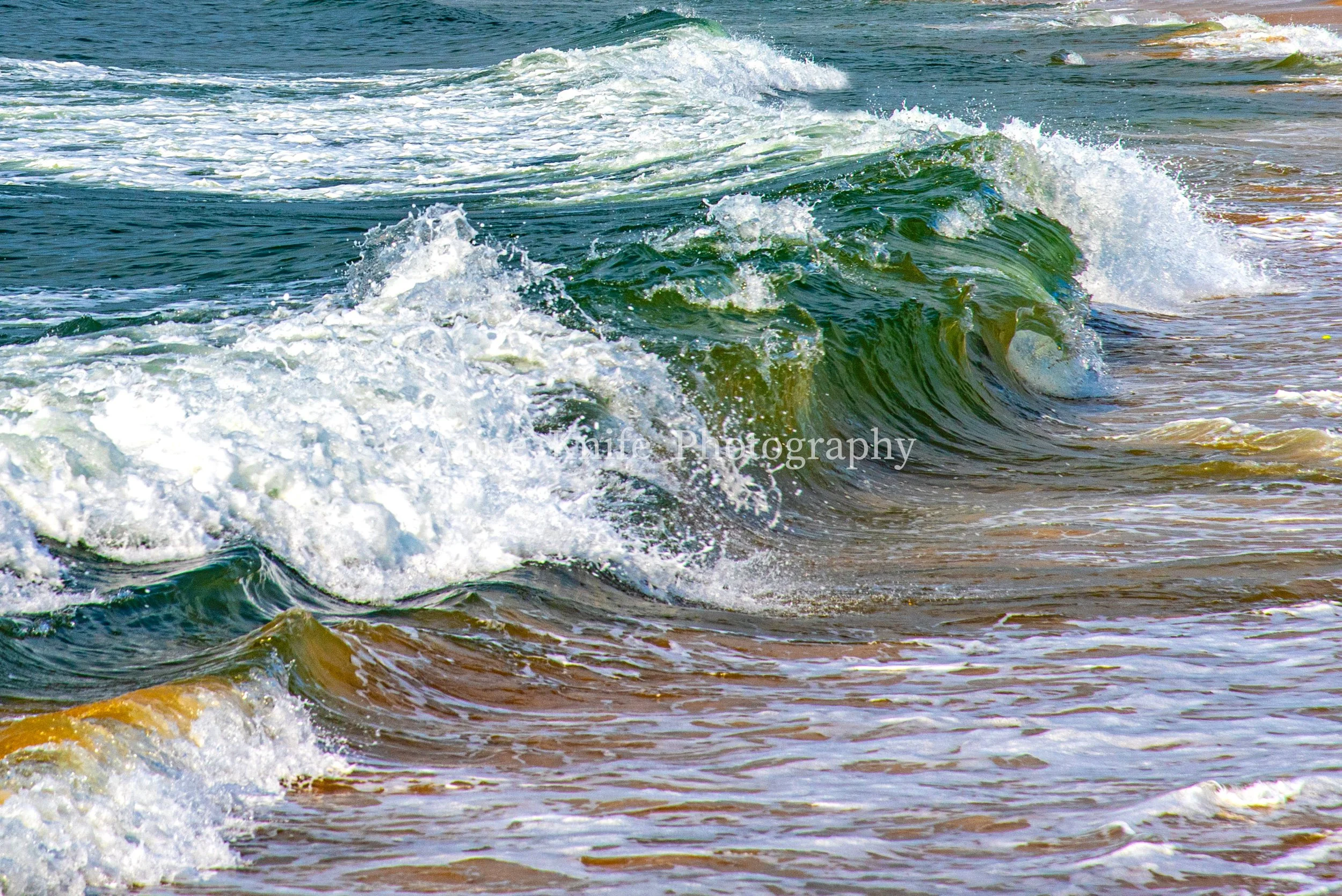 TIGER WAVE. 1jpg-watermarked.jpg