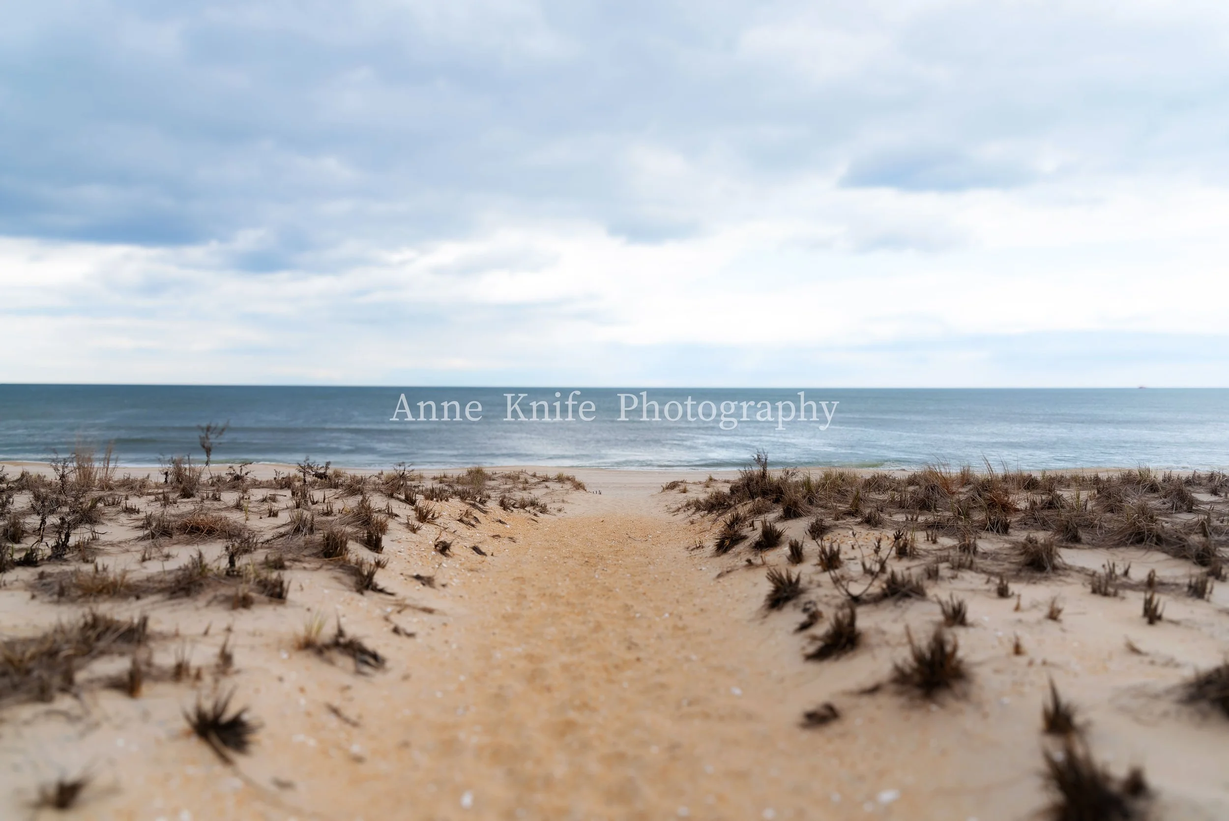 Spring Path-watermarked.jpg