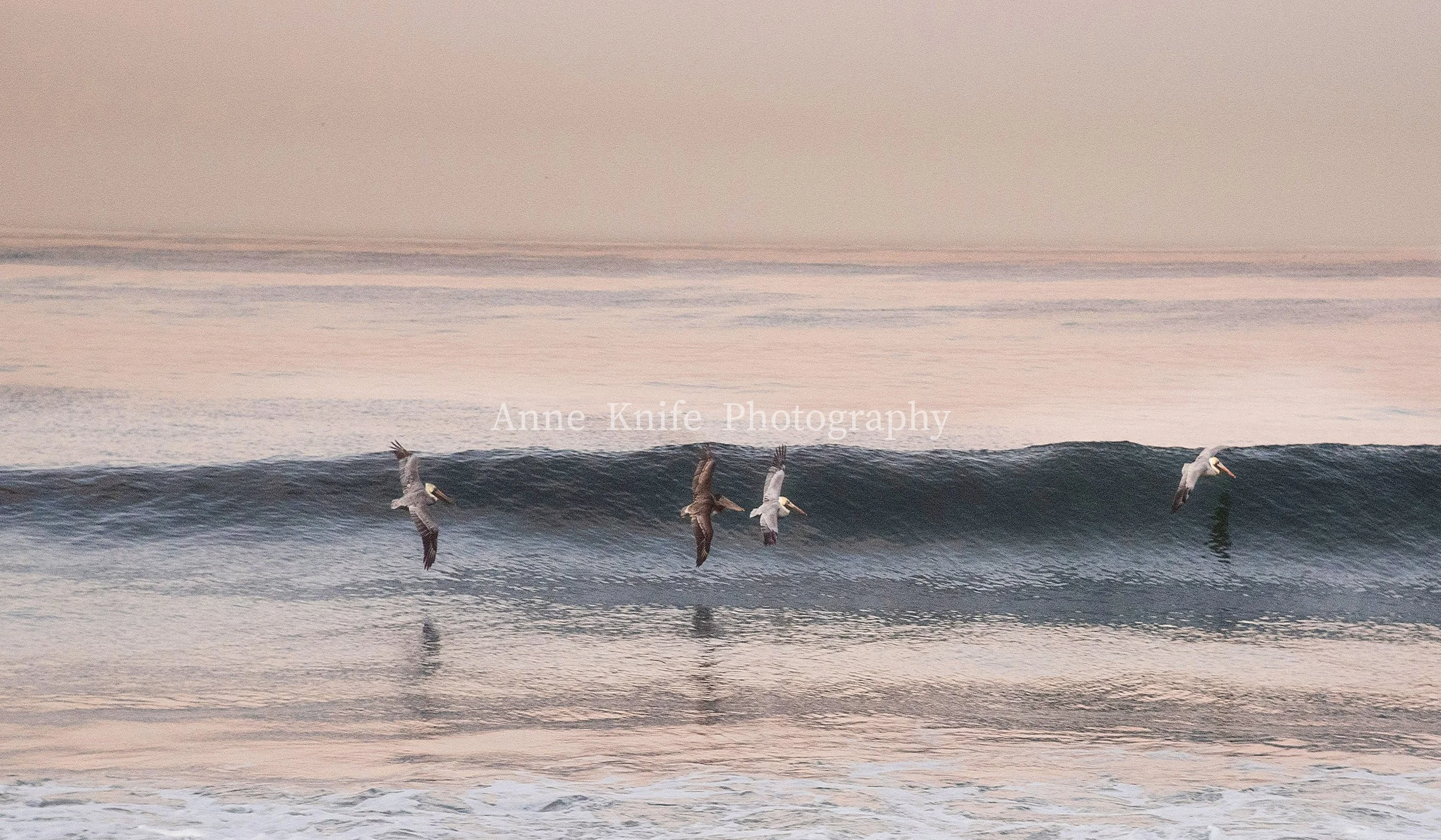 Paulas Morning Pelican-watermarked.jpg