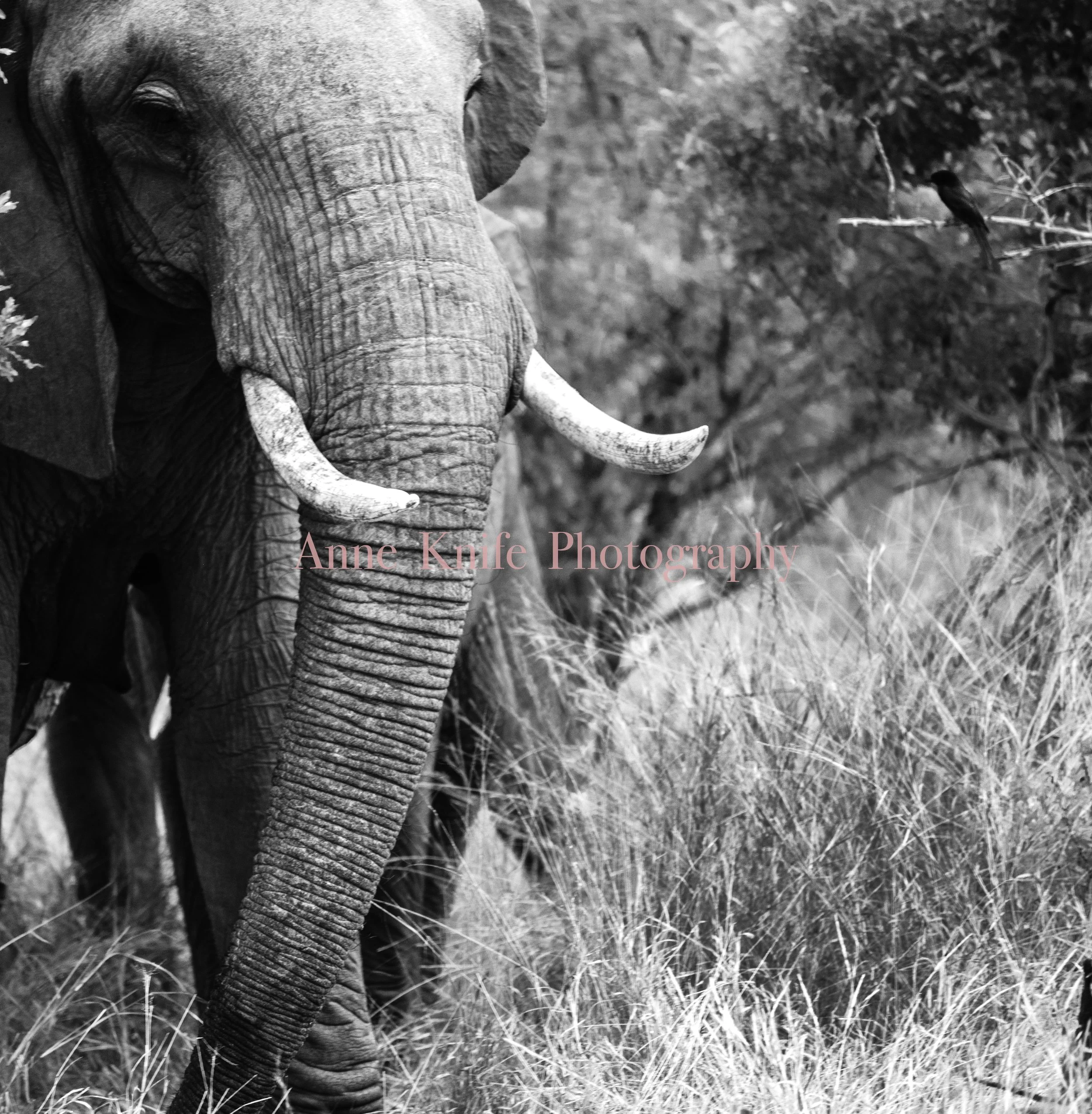 Watermarked Tusks.jpg