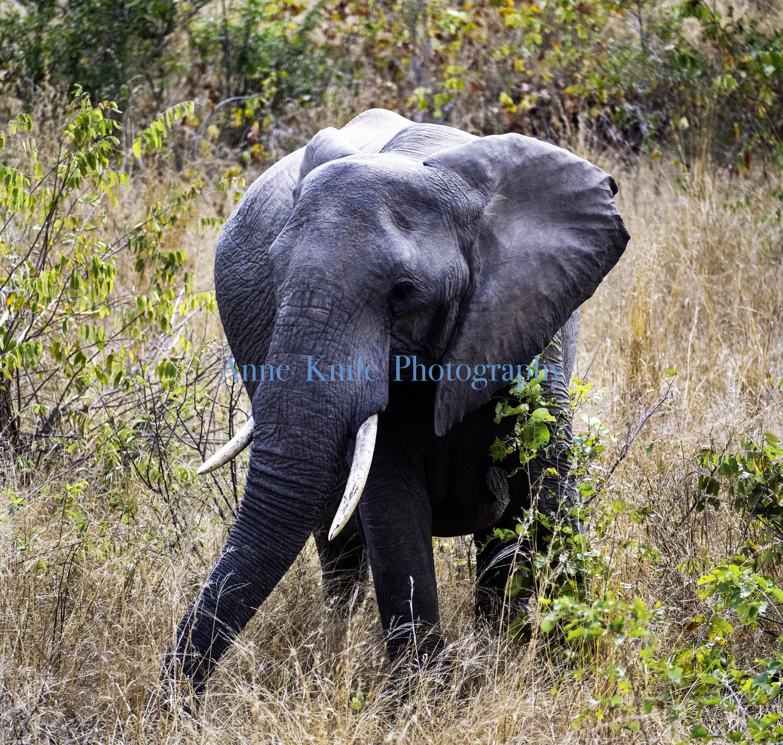 Watermarked Elephant.jpg