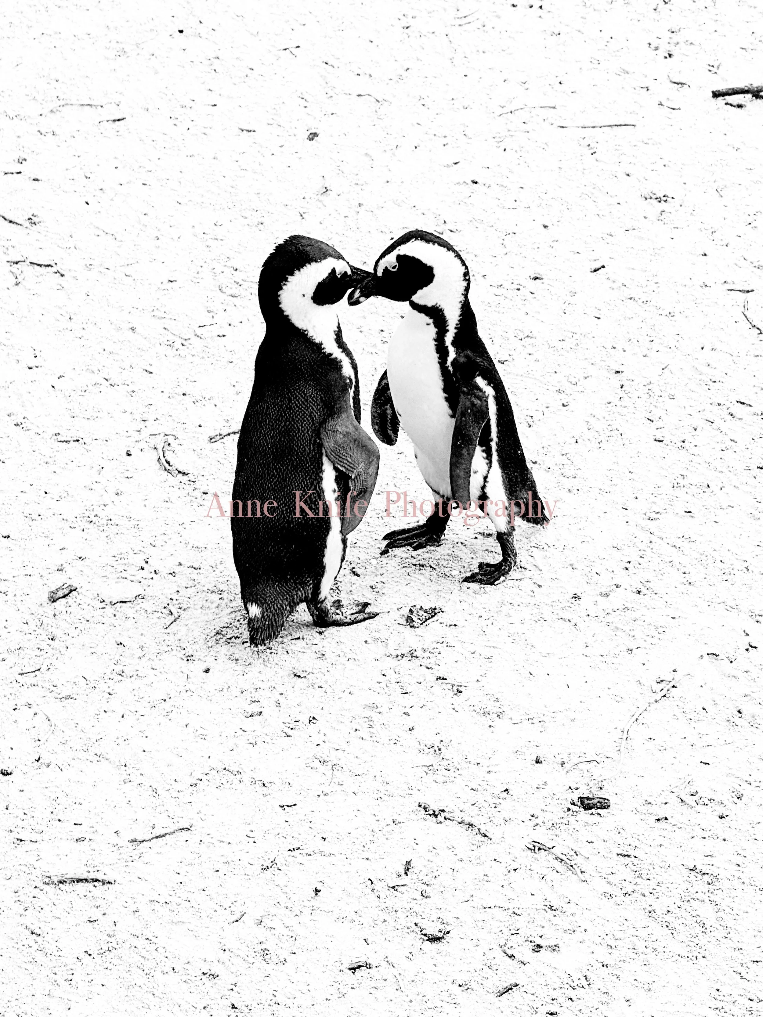 Watermarked Kisses.jpg