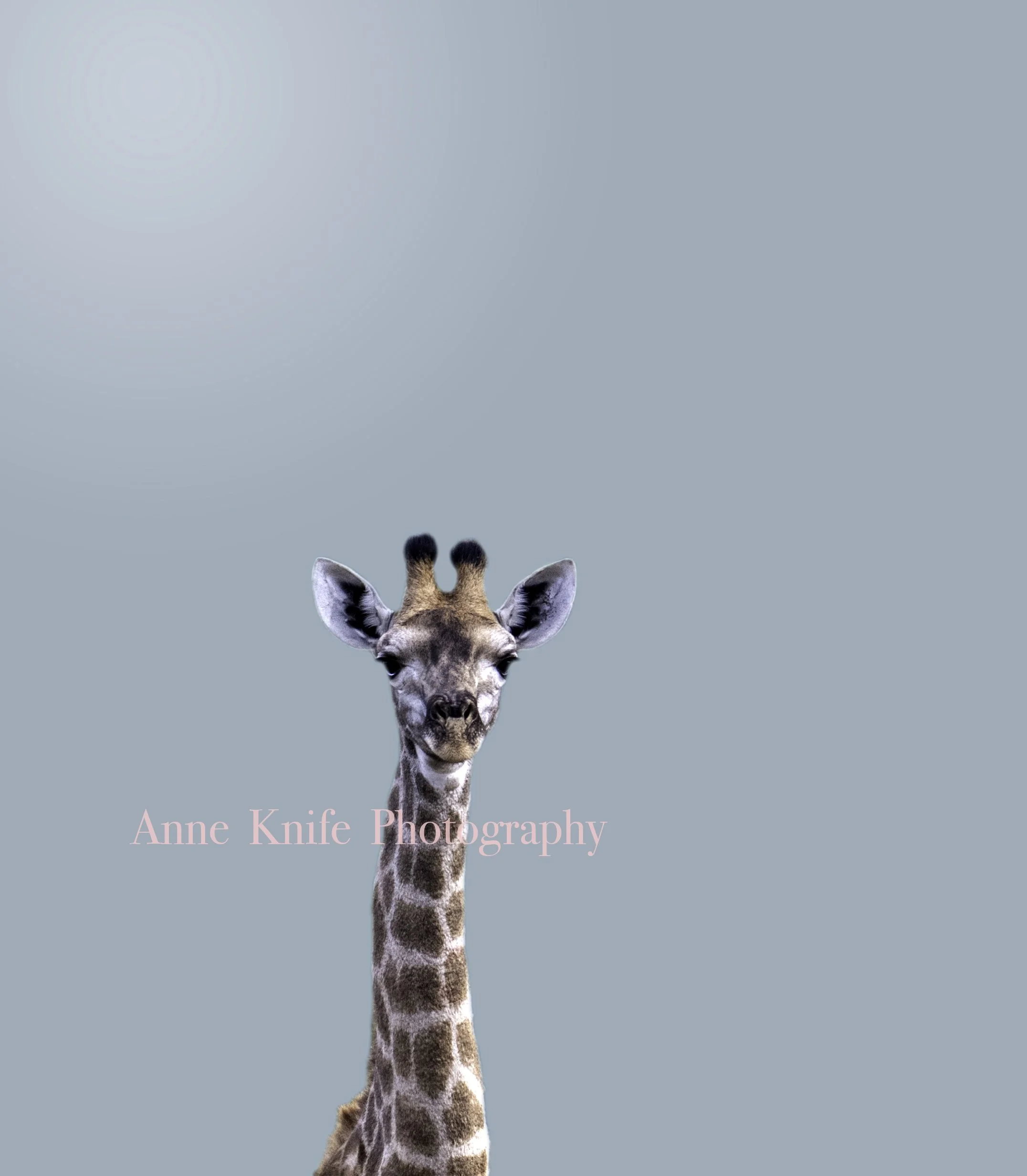 Girraffe. 1jpg copy.jpg