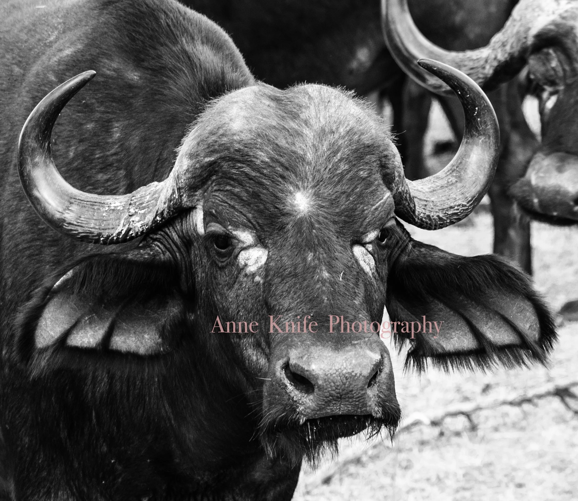 Watermarked Buffalo.jpg