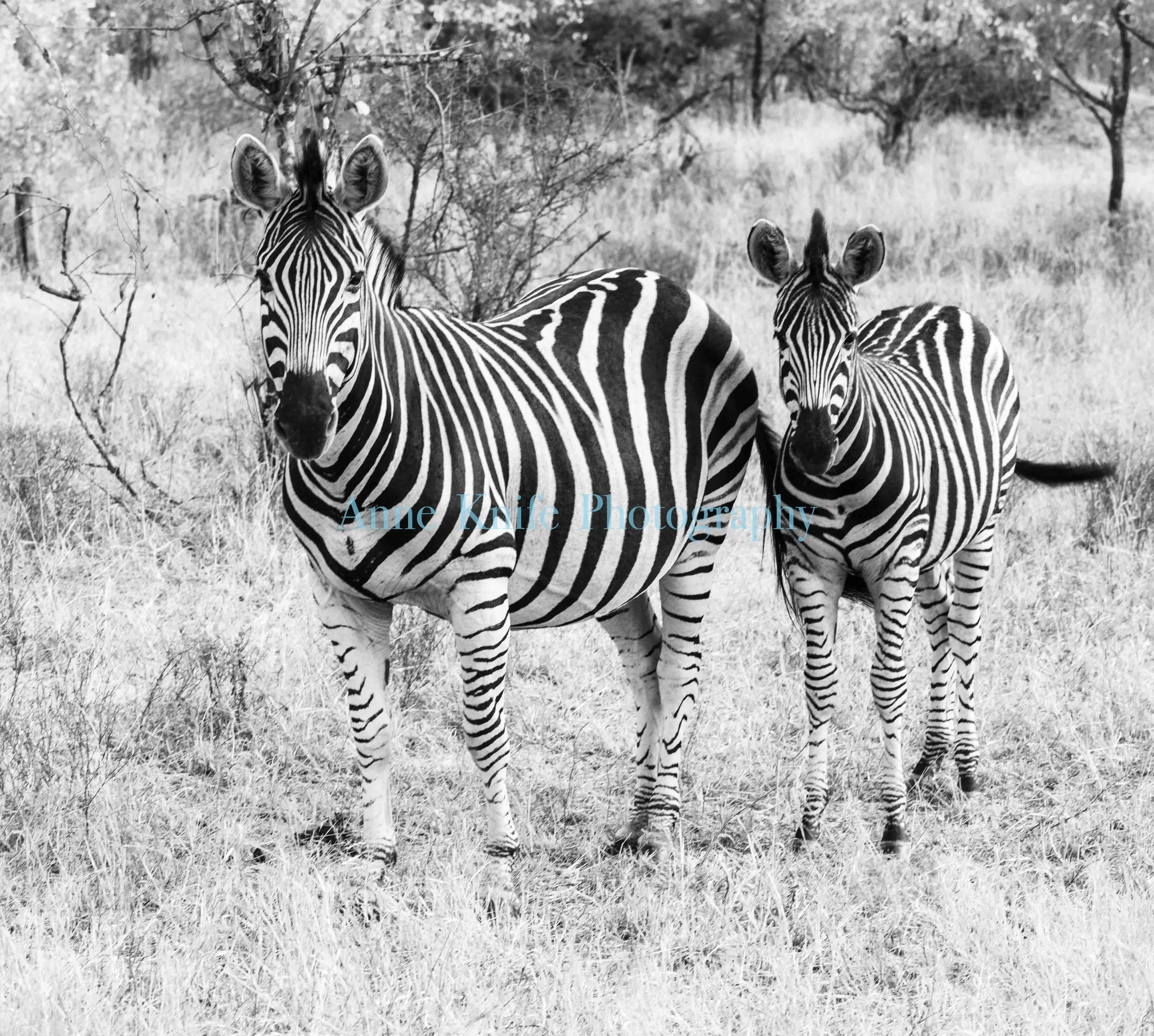 Watermarked Momma and Baby copy.jpg