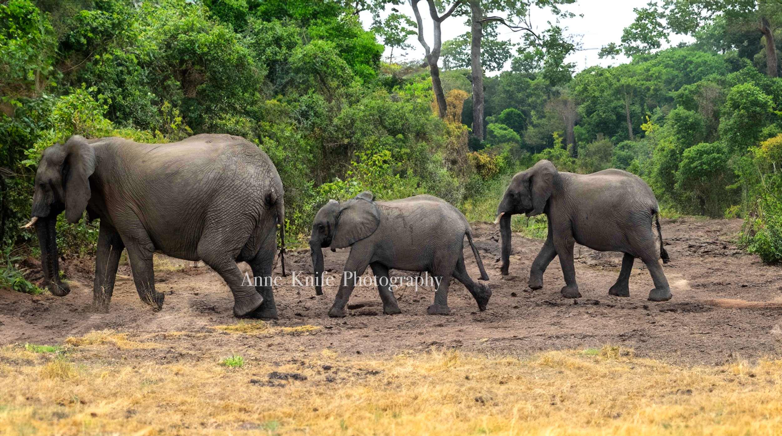 Watermarked The Three copy.jpg