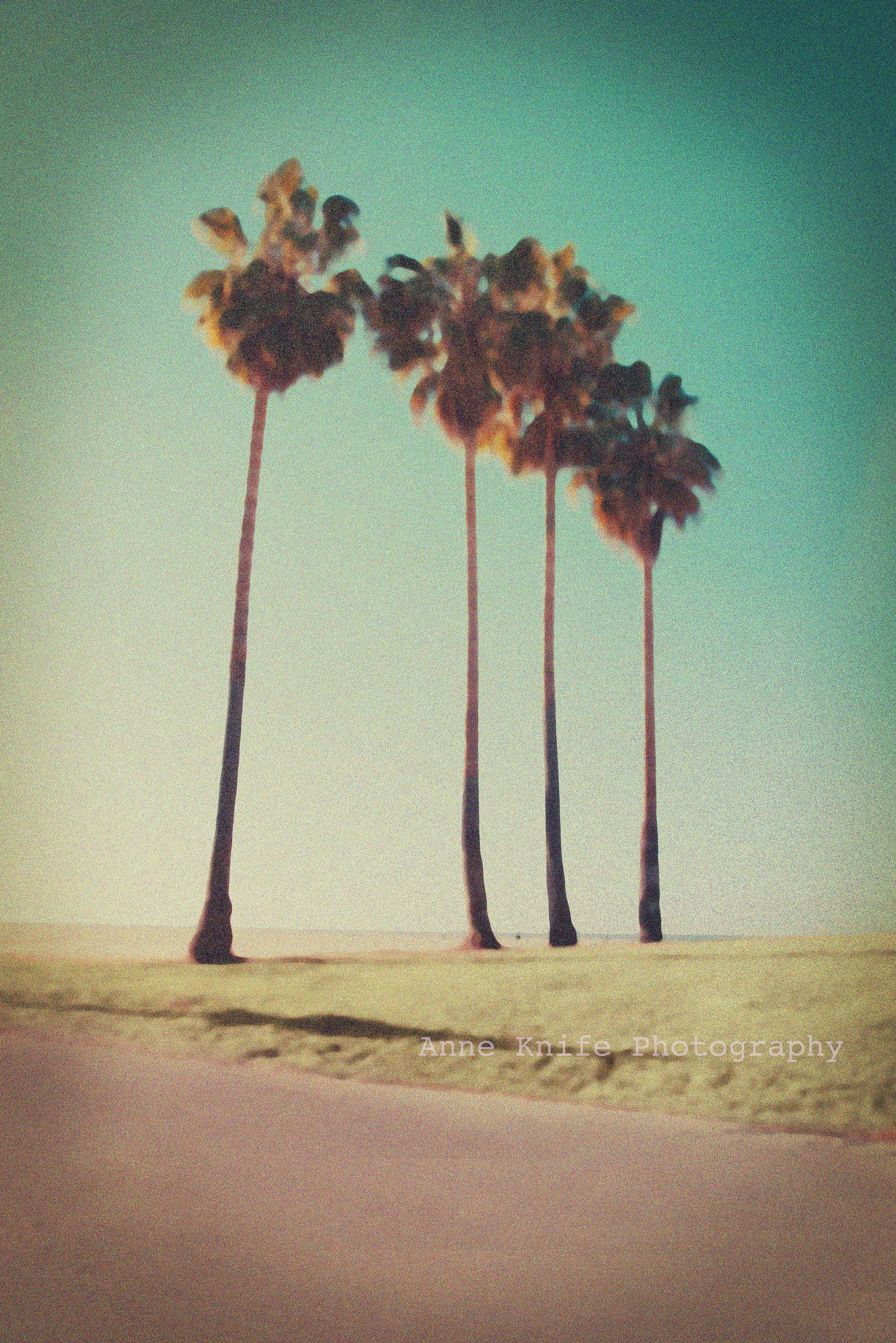 WM The sister palms small copy.jpg