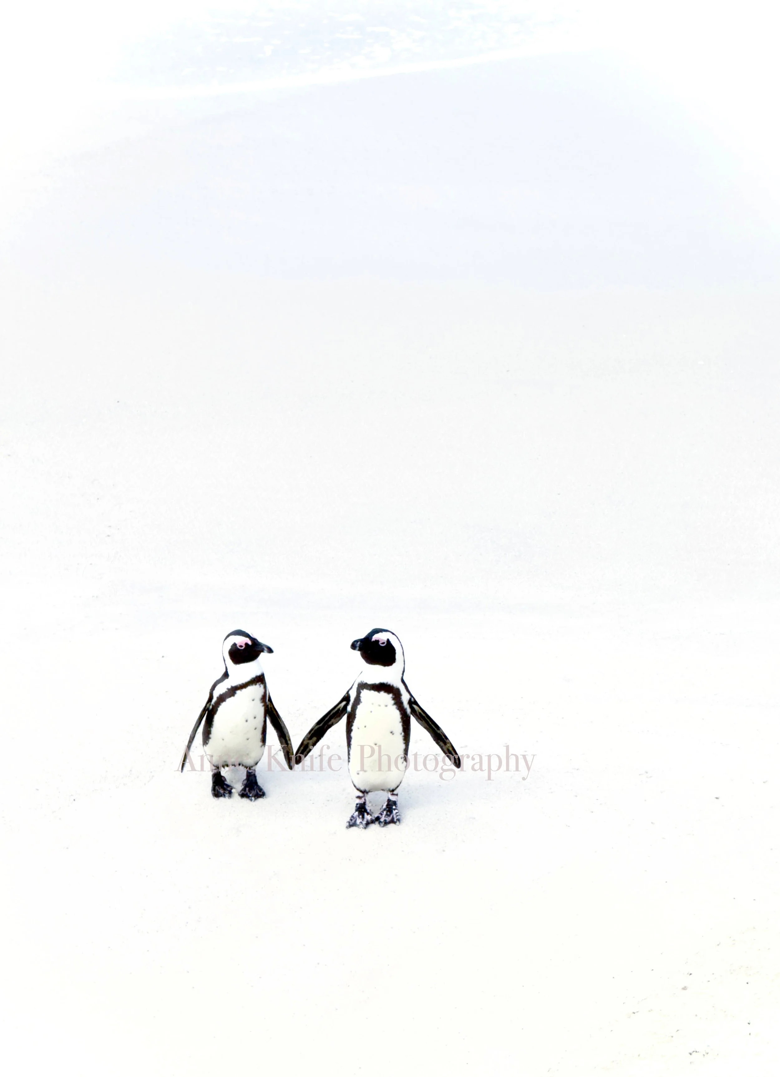 Watermarked Friends copy 2.jpg