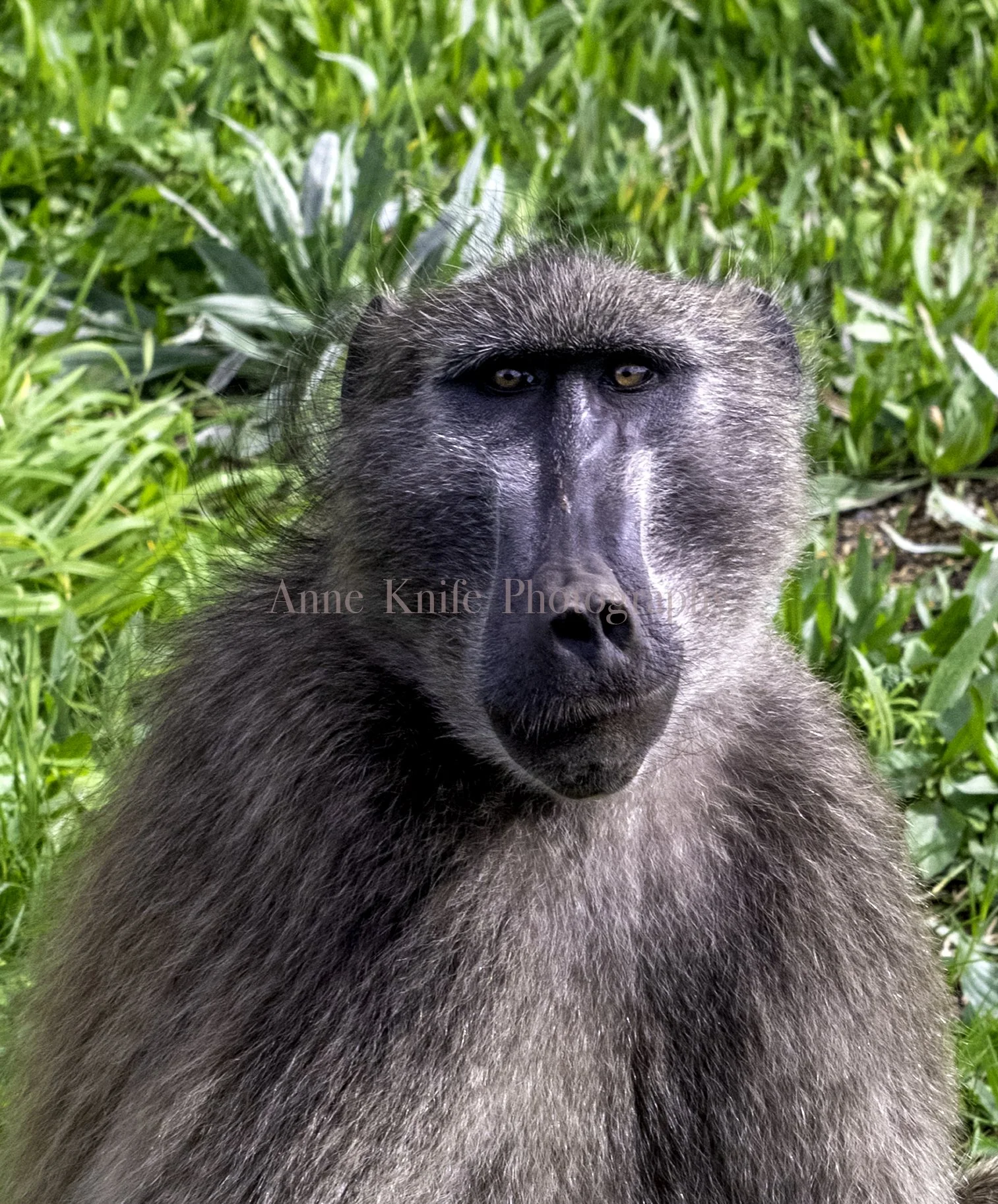 Watermarked That Face.jpg