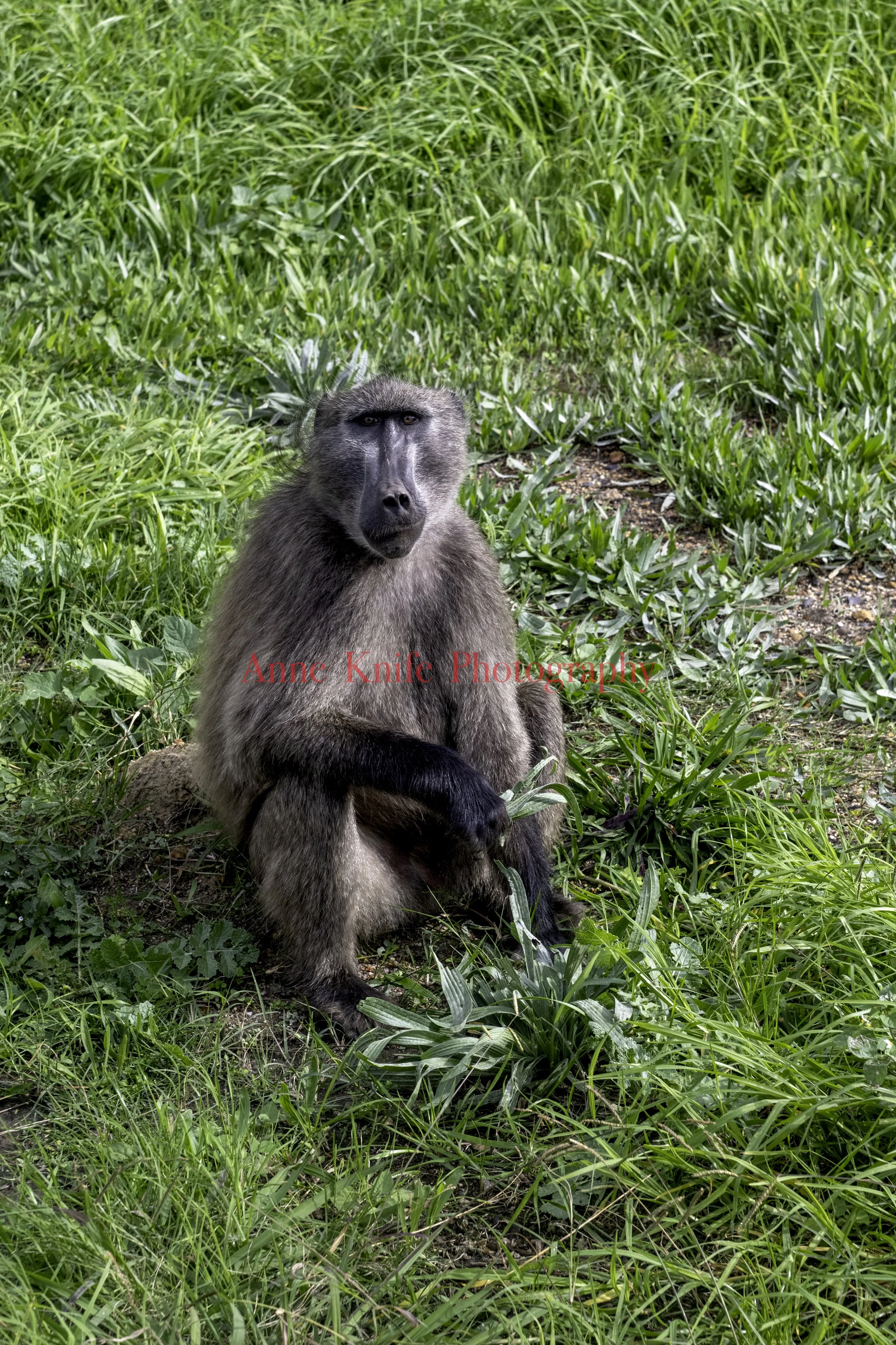 Watermarked Baboon.jpg