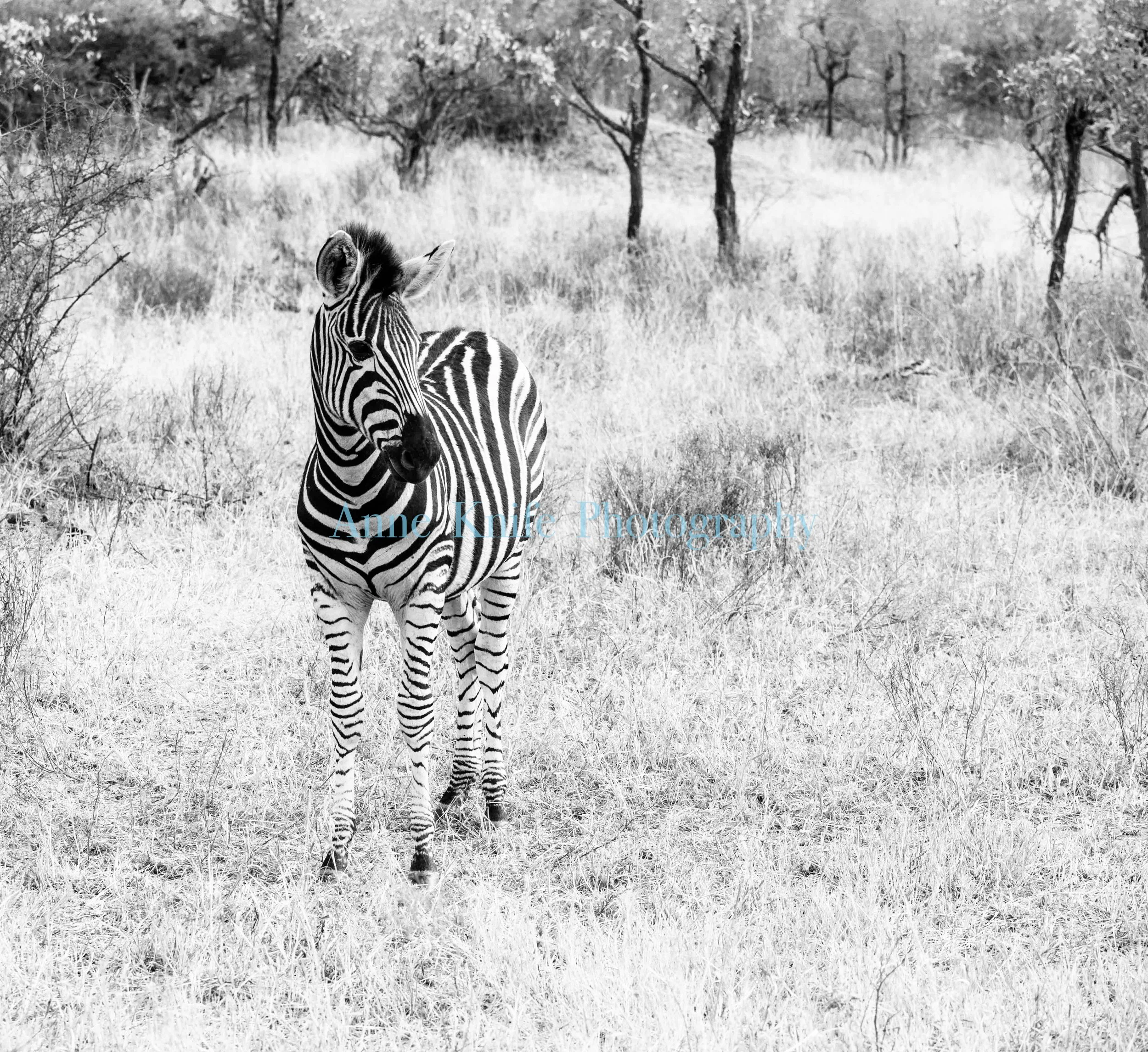 Watermarked Alone copy.jpg