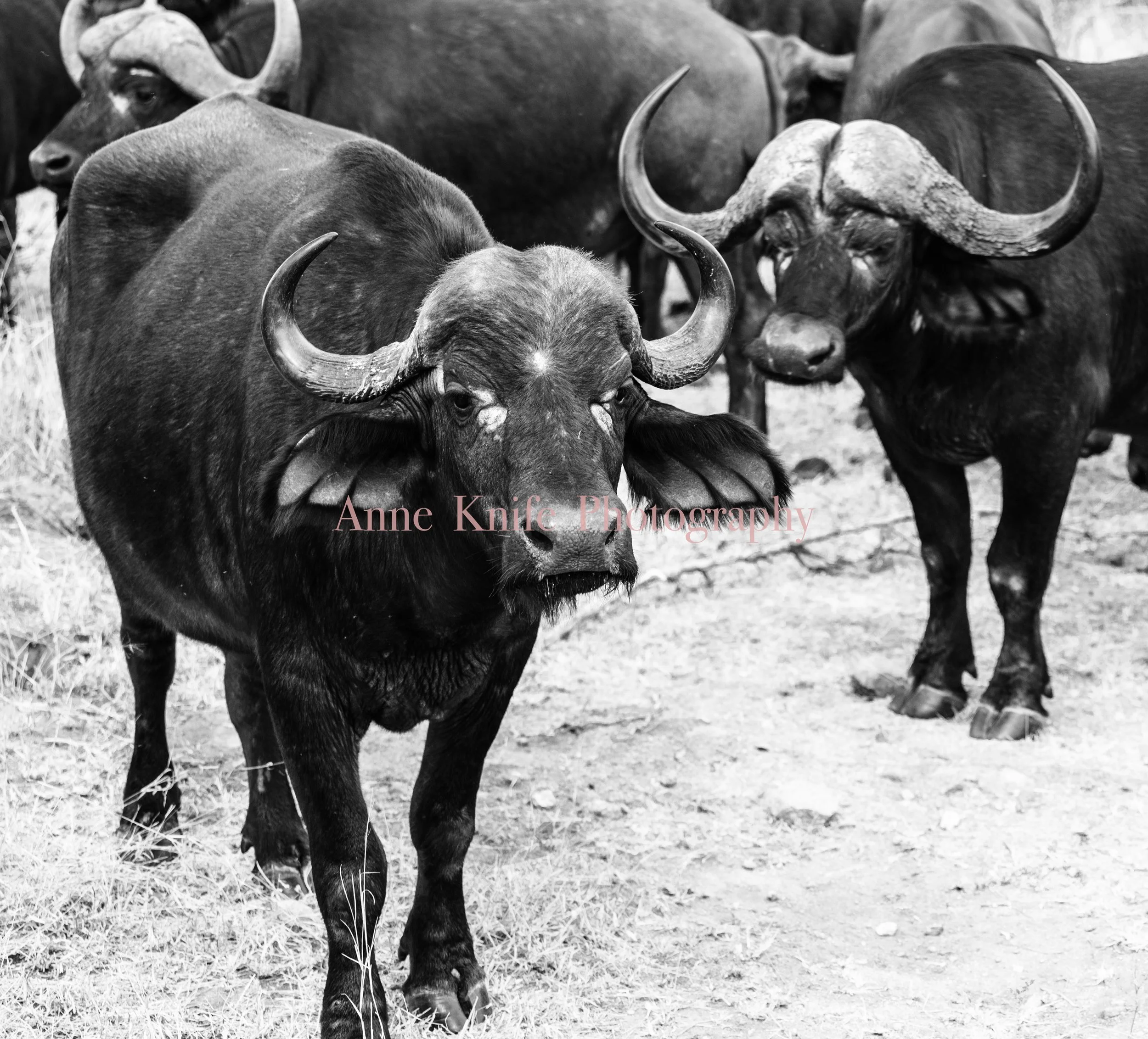 Watermarked African Buffalo.jpg