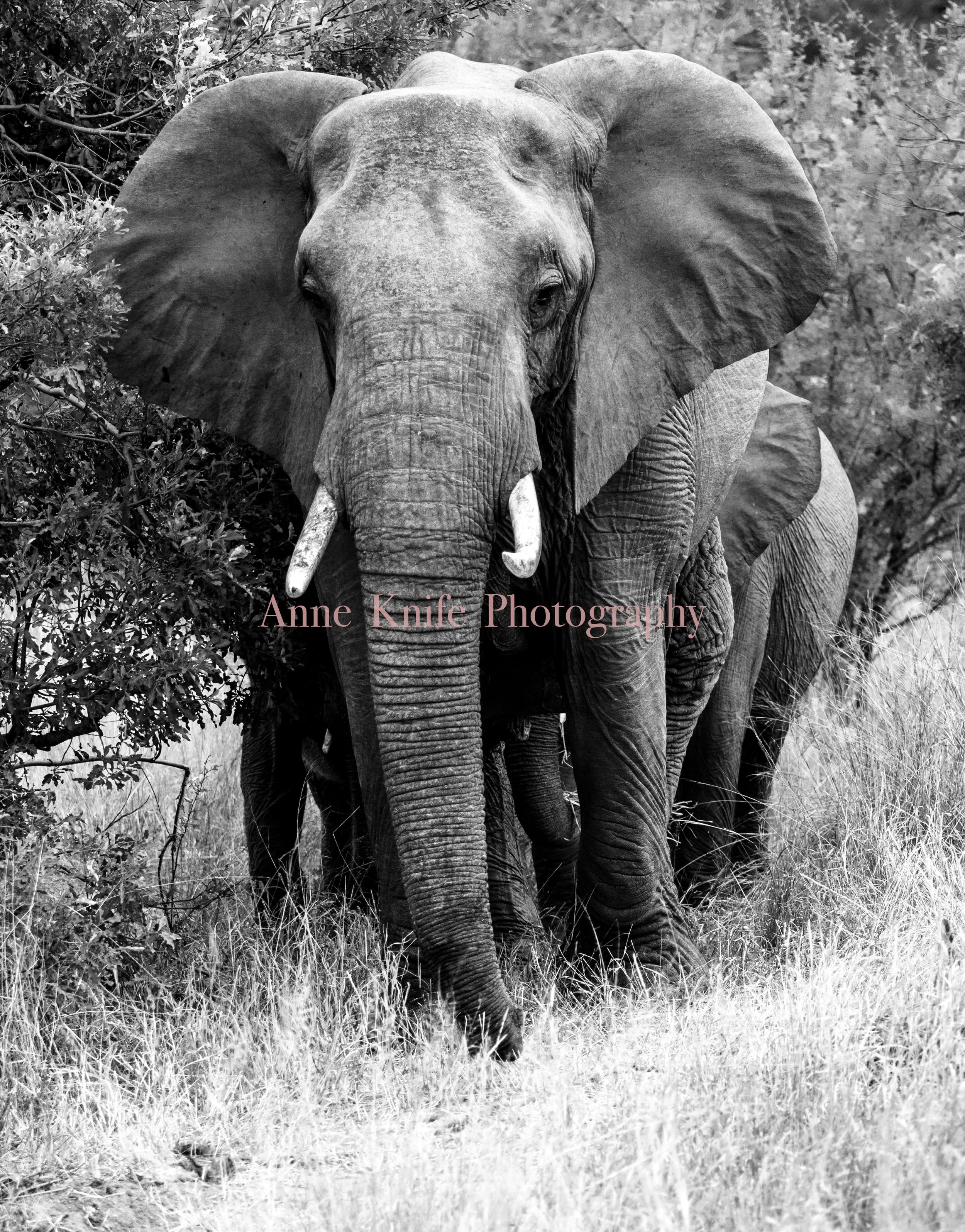 Watermarked Majestic.jpg