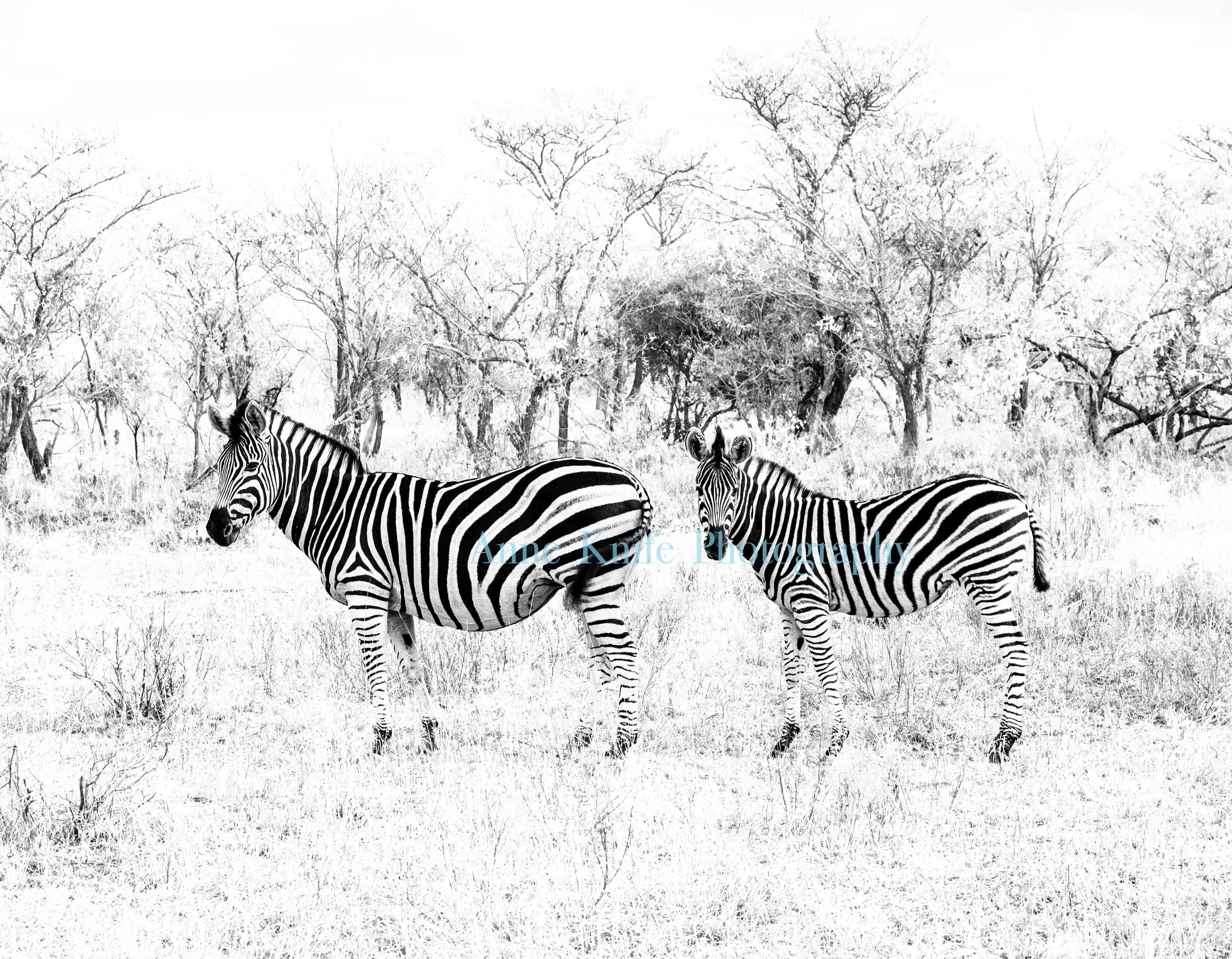 Watermarked Beautiful copy 2.jpg