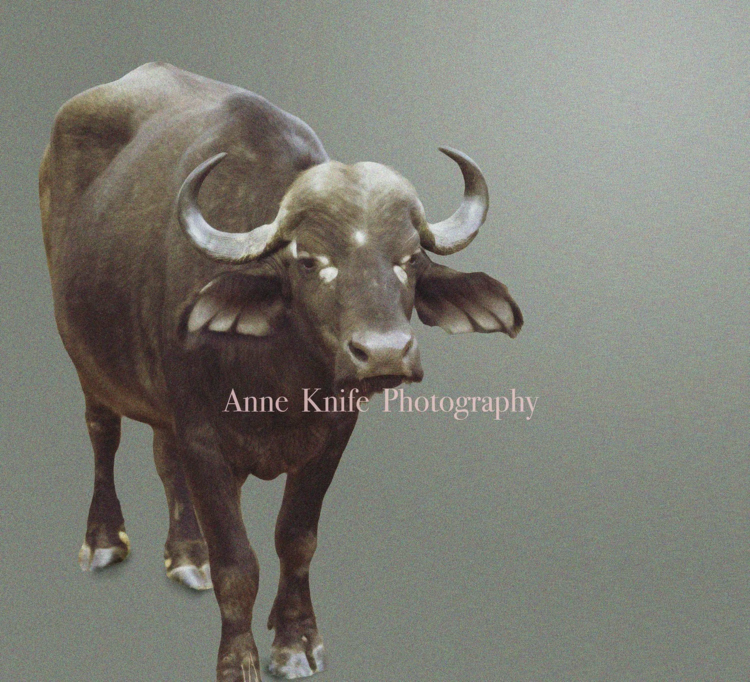 Small Watermarked Horns 3 copy.jpg