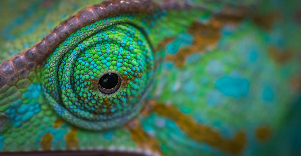 Chameleon