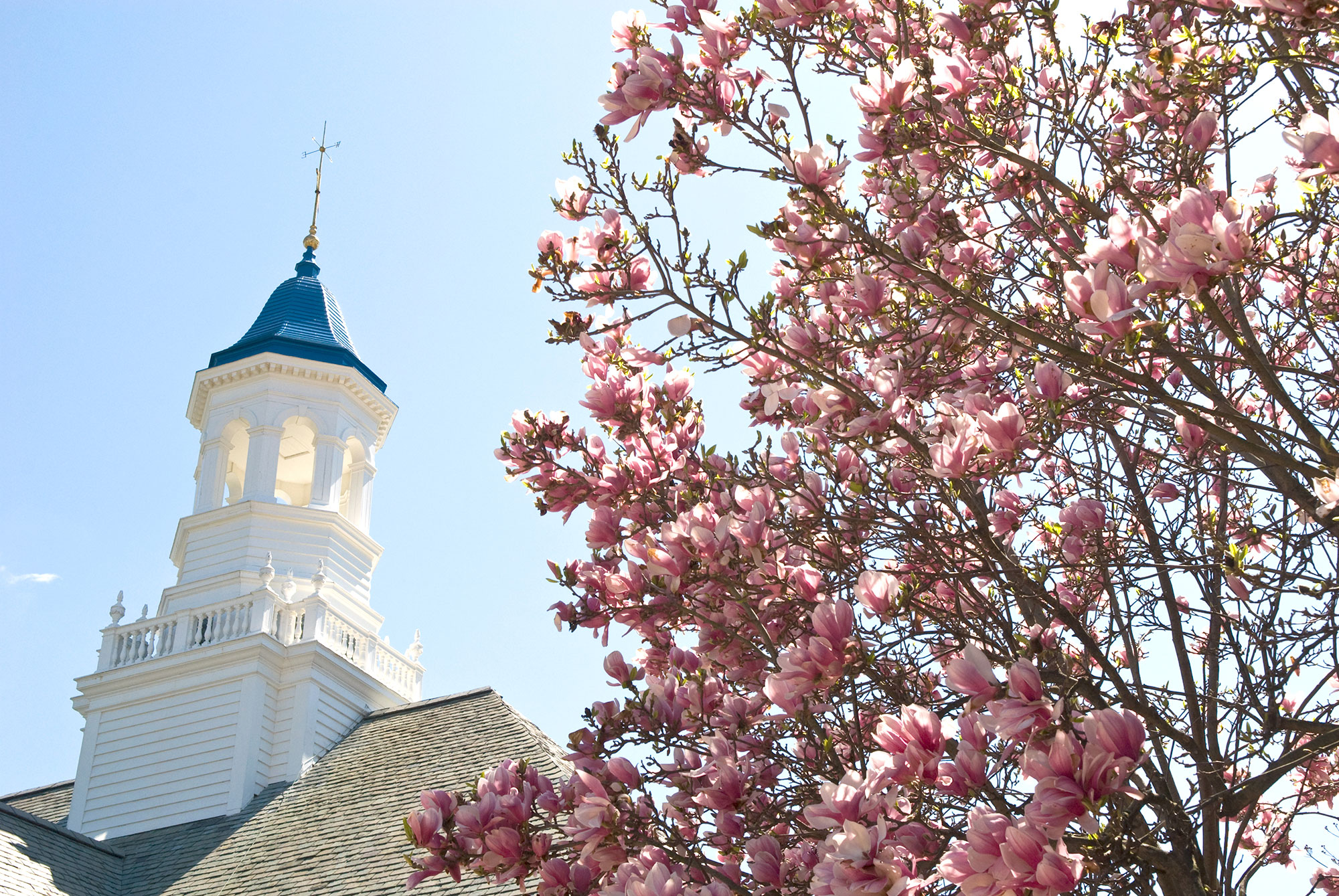 cupola-tree.jpg