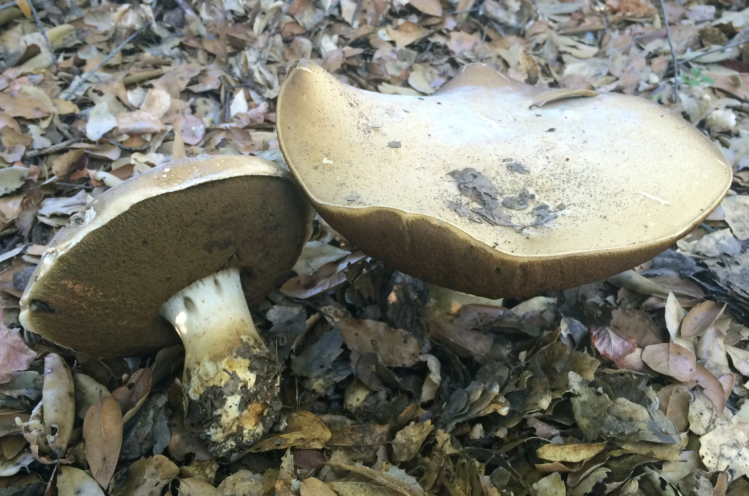 Christian Schwarz — Blog — Mushrooms of the Redwood Coast