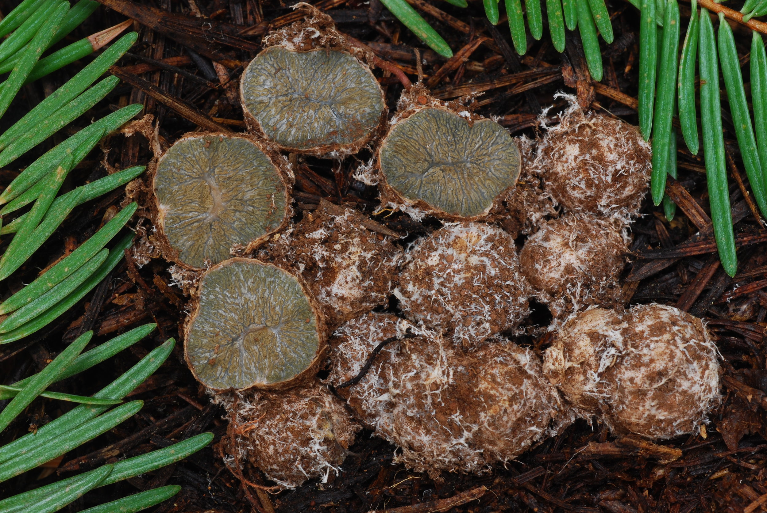 Some rather rhizomorphic Hysterangium .