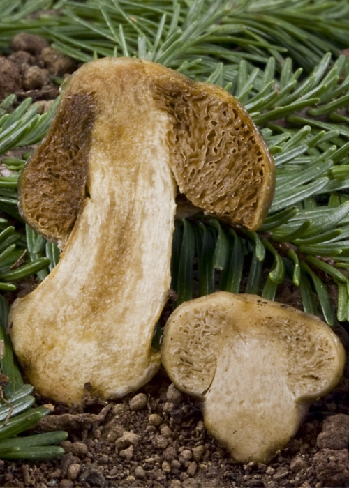 Cortinarius pinguis ; a sequestrate but not hypogeous species. Note the contorted "gill" tissue.