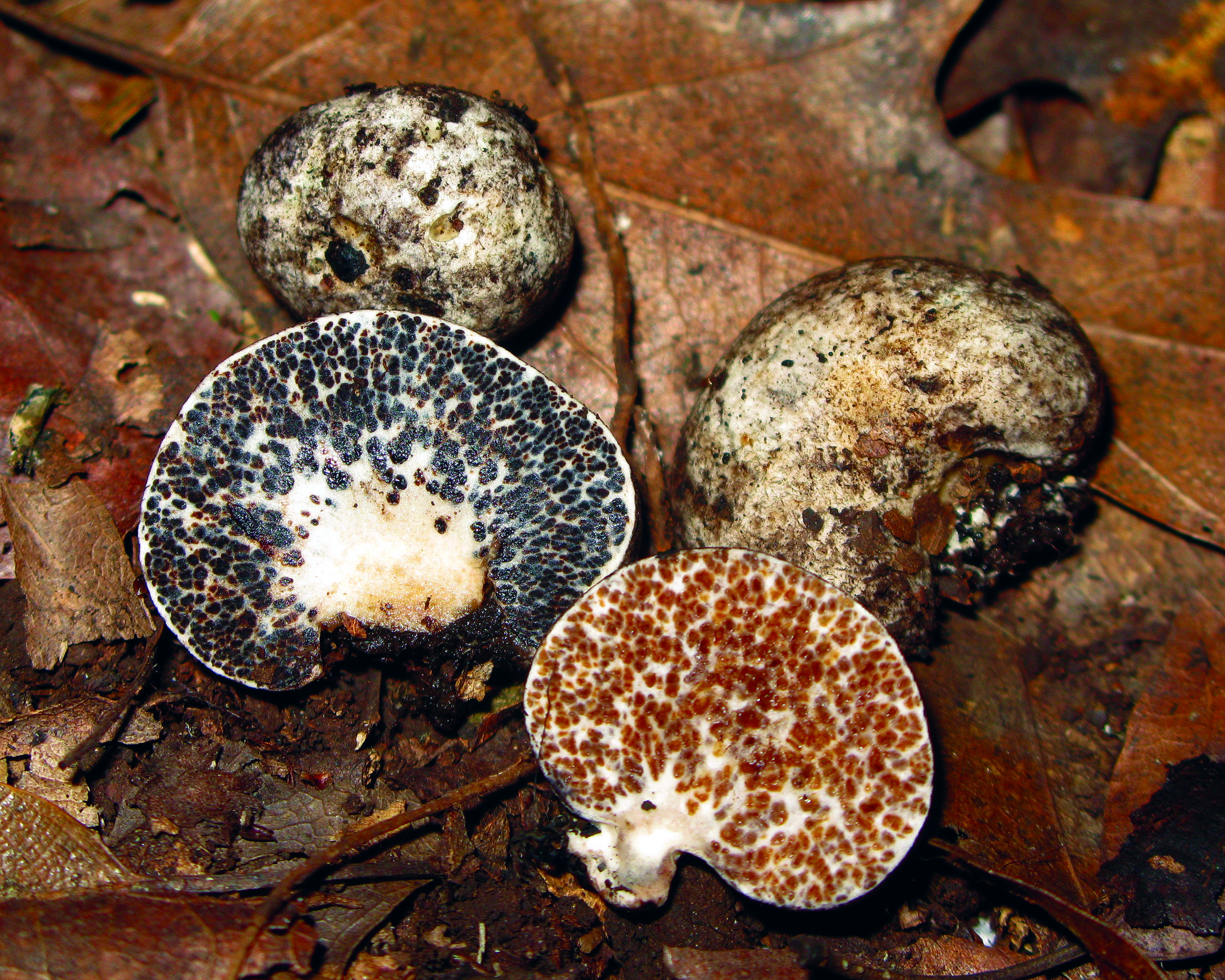 Truffloids can be really gorgeous.