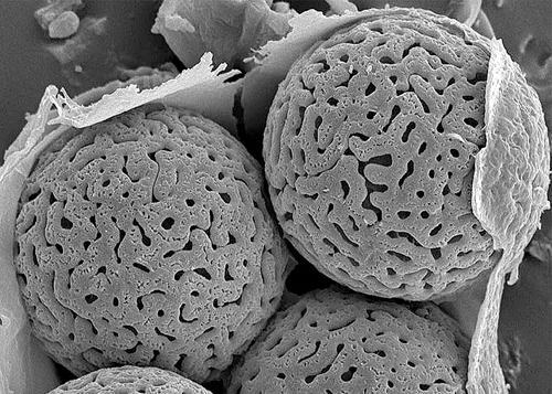 More lovely SEM photos of the spores of sequestrate fungi. Michael Castellano © 2016.