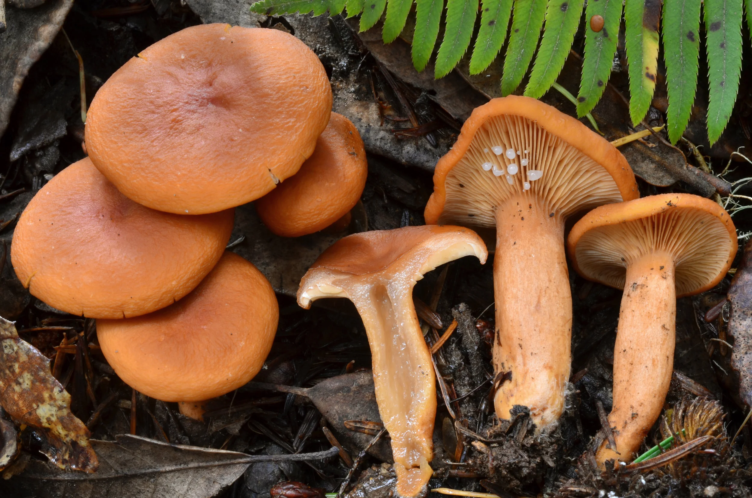 A Primer on the Candy Caps � Mushrooms 