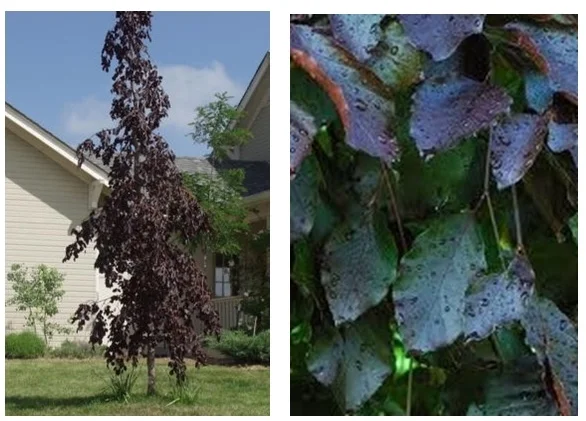 hedera helix leaf Hedera helix  Adplants