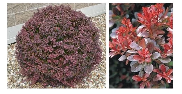 Crimson Pygmy Barberry.JPG