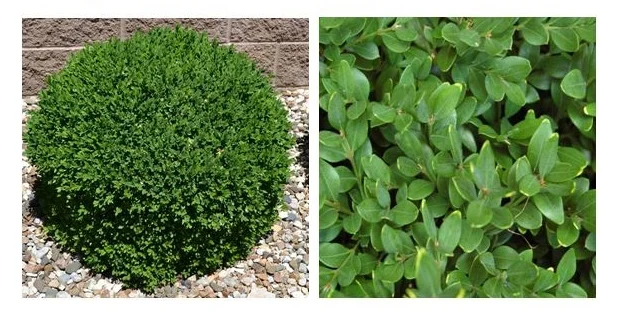 Green Velvet Boxwood.JPG